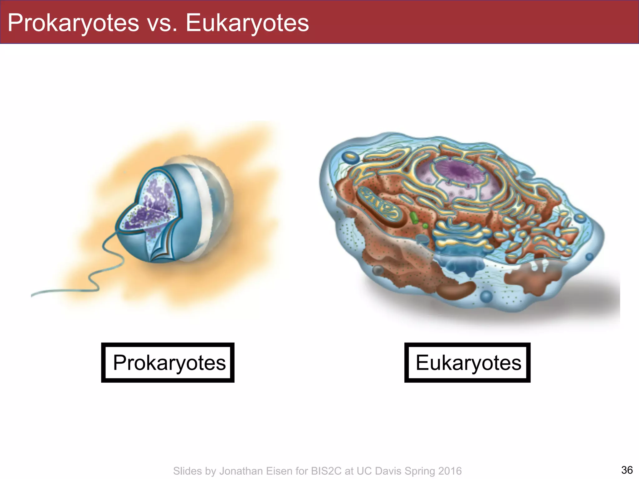 Slides by Jonathan Eisen for BIS2C at UC Davis Spring 2016
Prokaryotes vs. Eukaryotes
36
EukaryotesProkaryotes
 