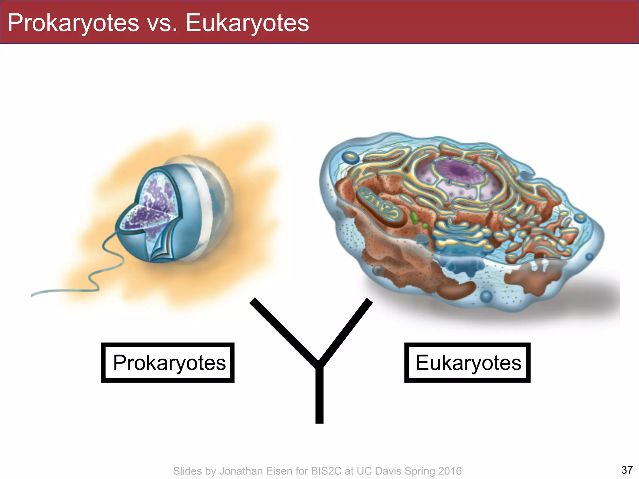 Slides by Jonathan Eisen for BIS2C at UC Davis Spring 2016
Prokaryotes vs. Eukaryotes
37
EukaryotesProkaryotes
 