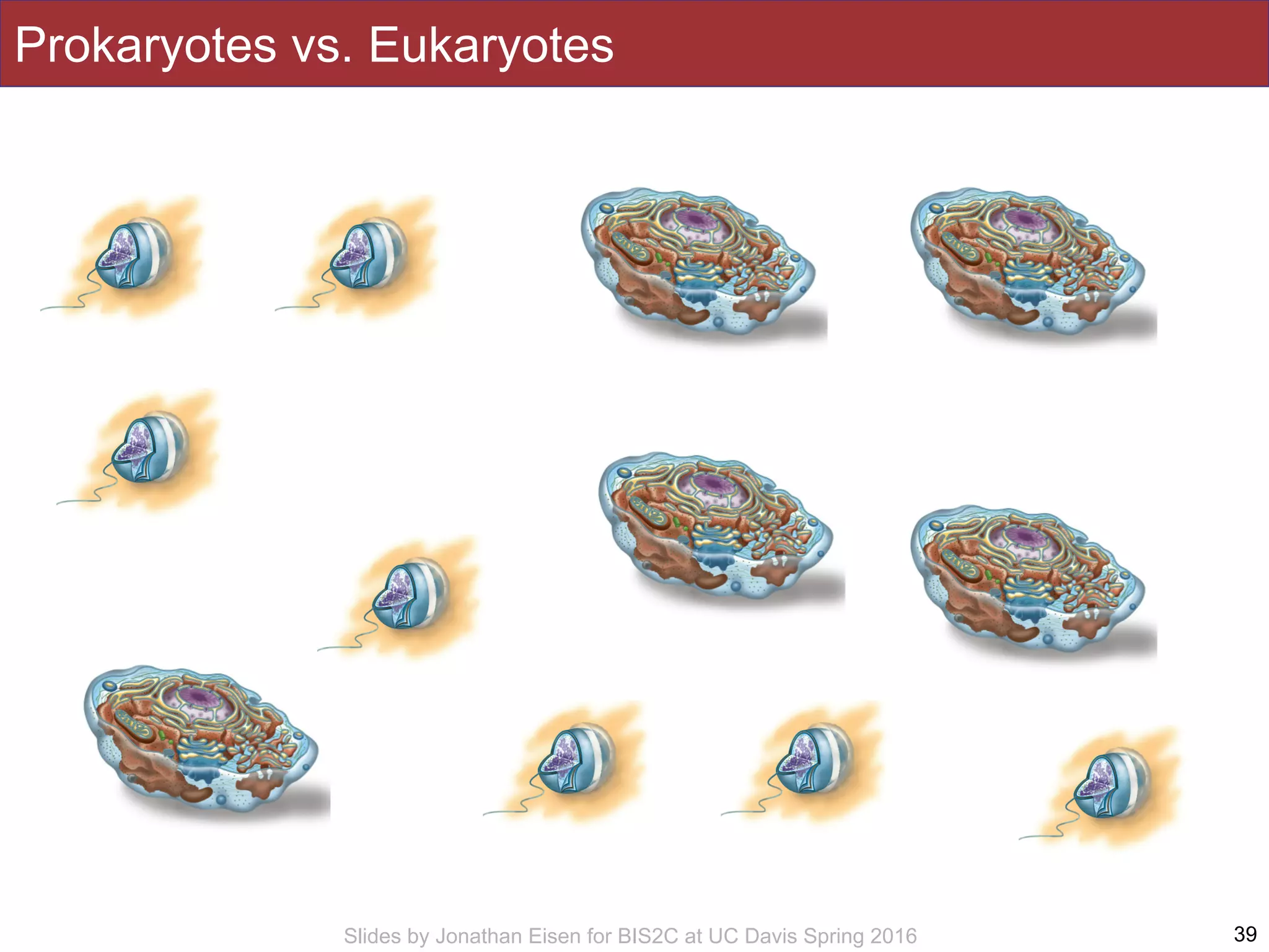 Slides by Jonathan Eisen for BIS2C at UC Davis Spring 2016
Prokaryotes vs. Eukaryotes
39
 