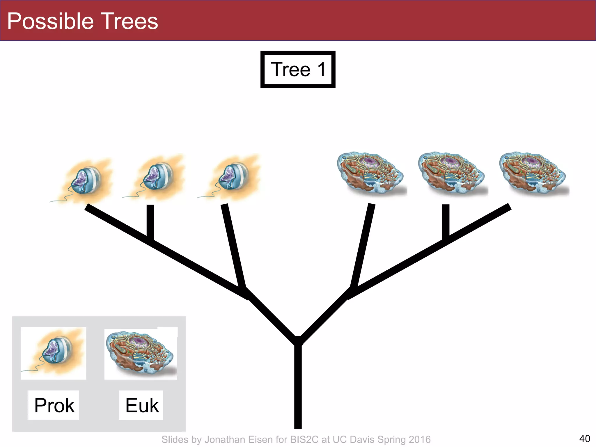Slides by Jonathan Eisen for BIS2C at UC Davis Spring 2016
Possible Trees
40
Tree 1
Prok Euk
 