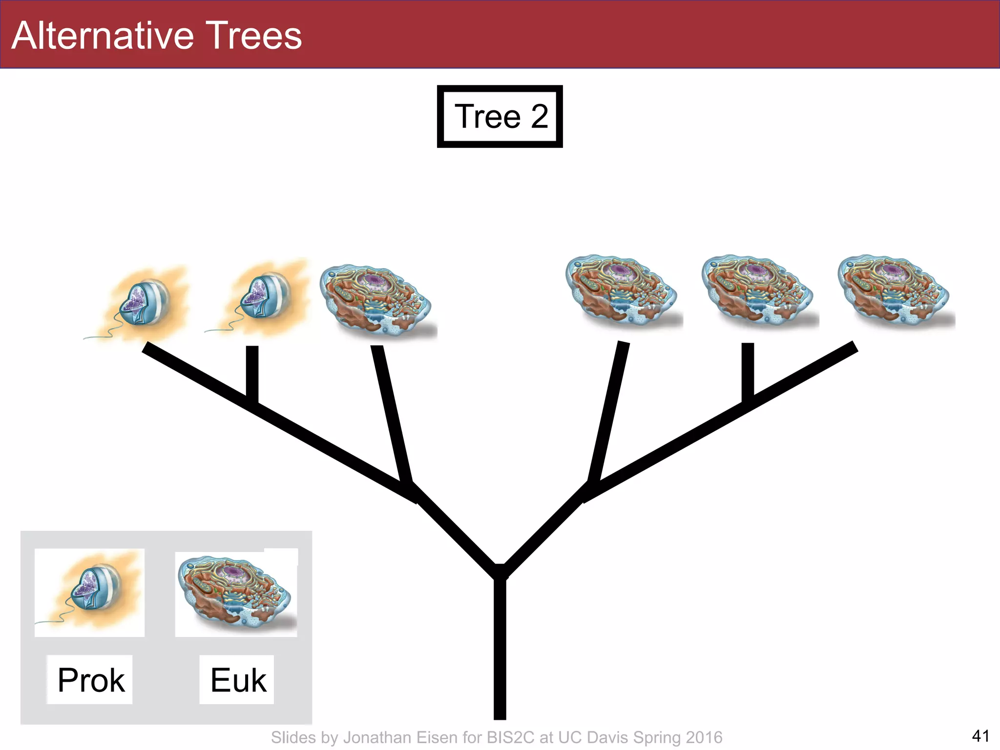 Slides by Jonathan Eisen for BIS2C at UC Davis Spring 2016 41
Tree 2
Alternative Trees
Prok Euk
 