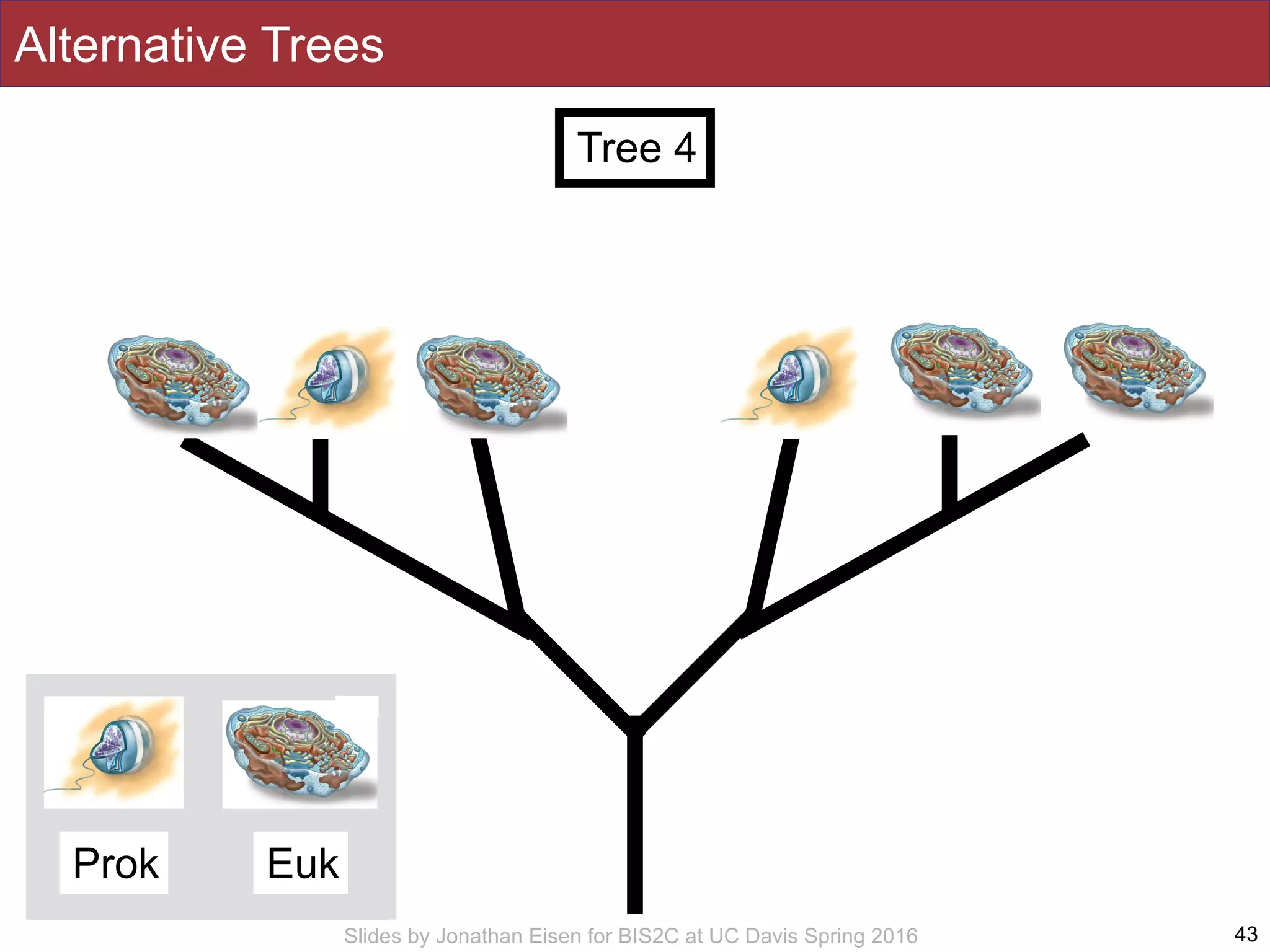 Slides by Jonathan Eisen for BIS2C at UC Davis Spring 2016 43
Tree 4
Alternative Trees
Prok Euk
 