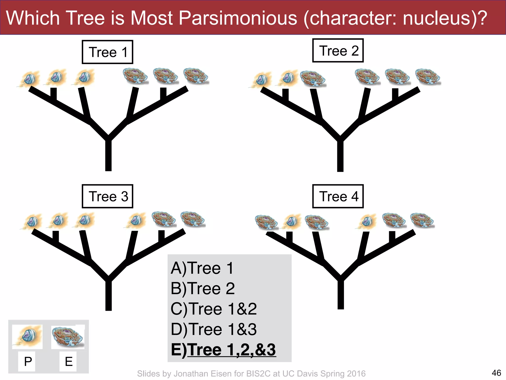 Slides by Jonathan Eisen for BIS2C at UC Davis Spring 2016 46
Tree 1 Tree 2
Tree 3 Tree 4
P E
Which Tree is Most Parsimonious (character: nucleus)?
A)Tree 1
B)Tree 2
C)Tree 1&2
D)Tree 1&3
E)Tree 1,2,&3
 