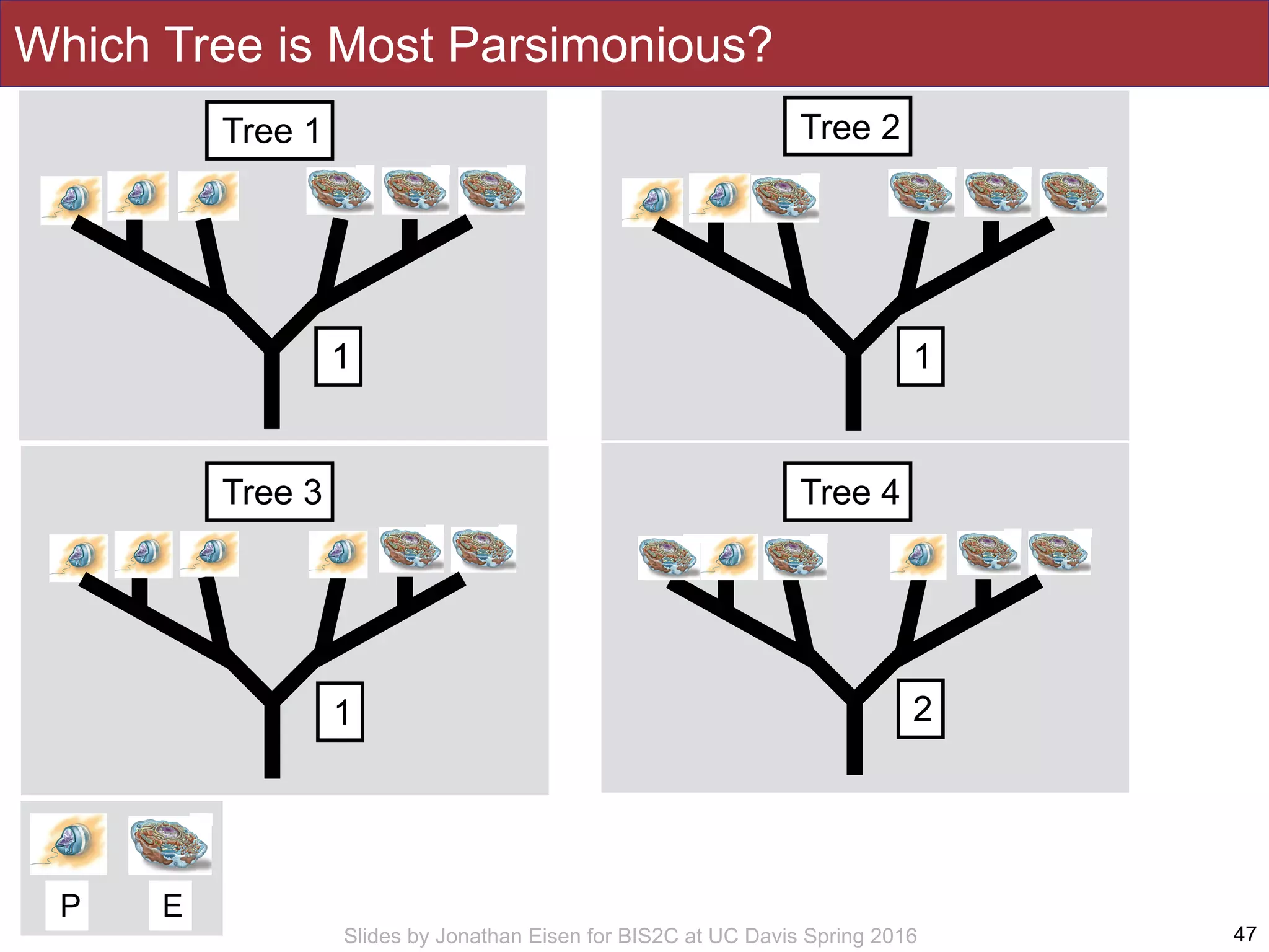 Slides by Jonathan Eisen for BIS2C at UC Davis Spring 2016
21
1
Which Tree is Most Parsimonious?
47
Tree 1 Tree 2
Tree 3 Tree 4
P E
1
 