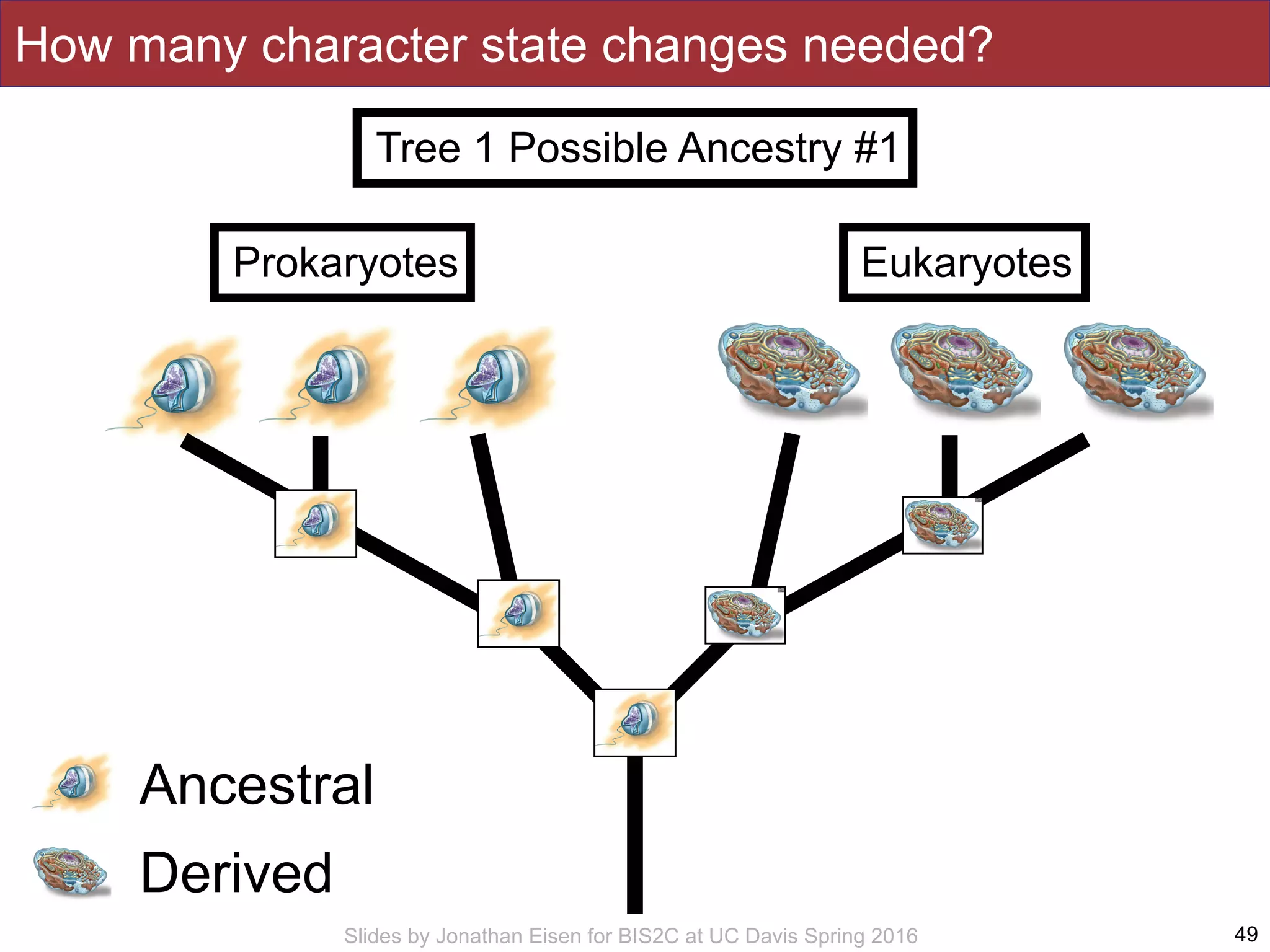 Slides by Jonathan Eisen for BIS2C at UC Davis Spring 2016 49
Eukaryotes
Ancestral
Derived
Prokaryotes
Tree 1 Possible Ancestry #1
How many character state changes needed?
 