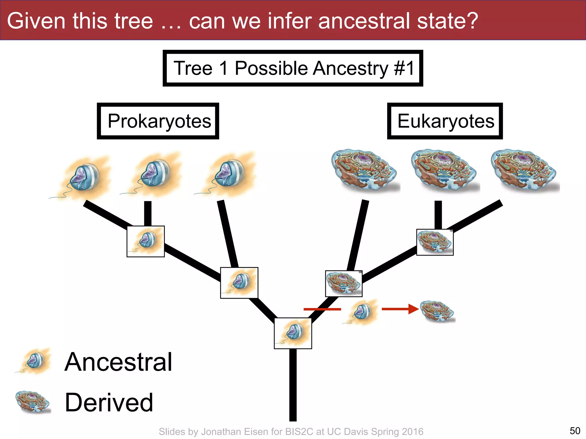 Slides by Jonathan Eisen for BIS2C at UC Davis Spring 2016 50
Eukaryotes
Given this tree … can we infer ancestral state?
Ancestral
Derived
Prokaryotes
Tree 1 Possible Ancestry #1
 