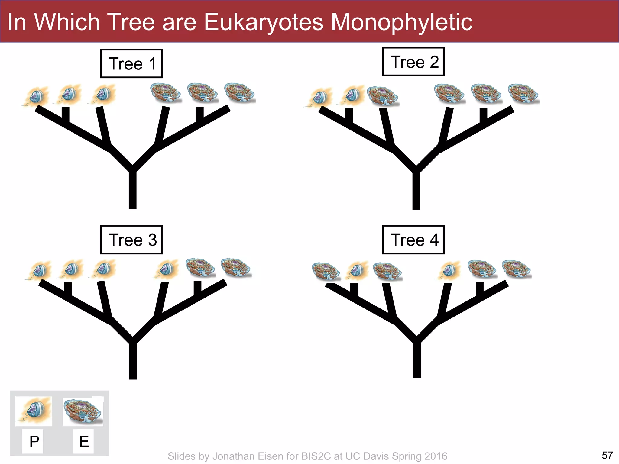 Slides by Jonathan Eisen for BIS2C at UC Davis Spring 2016
In Which Tree are Eukaryotes Monophyletic
57
Tree 1 Tree 2
Tree 3 Tree 4
P E
 