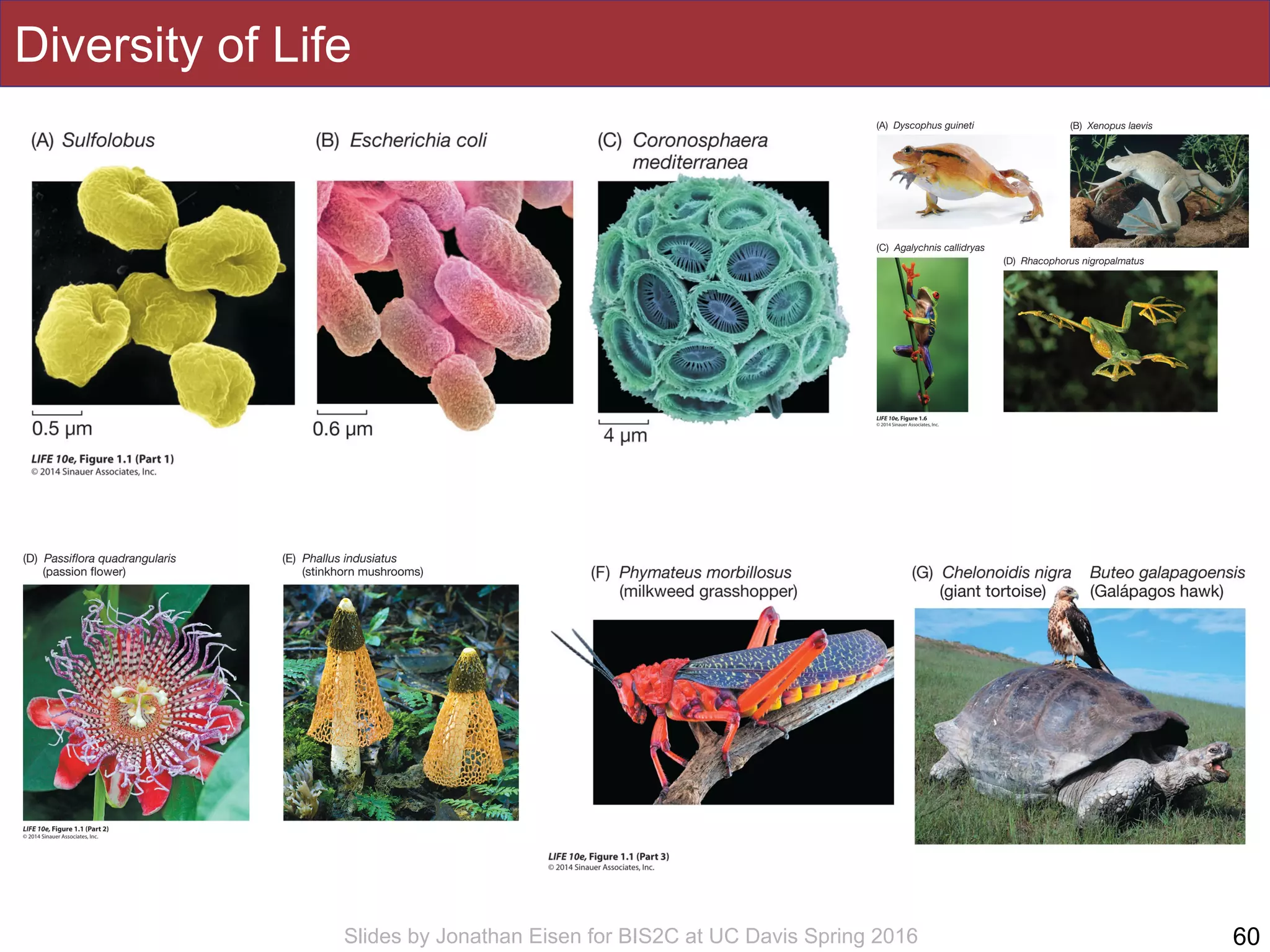 Slides by Jonathan Eisen for BIS2C at UC Davis Spring 2016
Diversity of Life
60
 