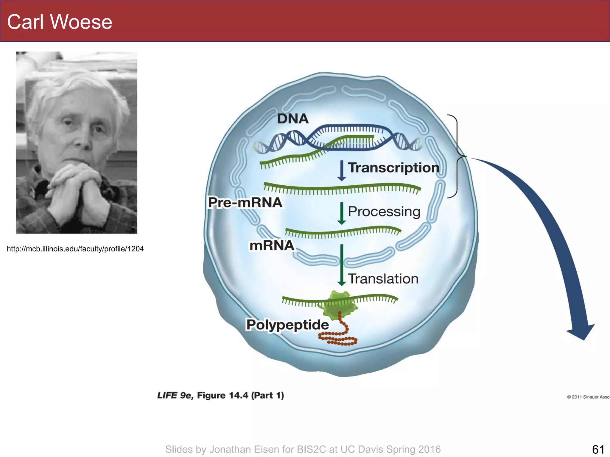 Slides by Jonathan Eisen for BIS2C at UC Davis Spring 2016
Carl Woese
http://mcb.illinois.edu/faculty/profile/1204
61
 