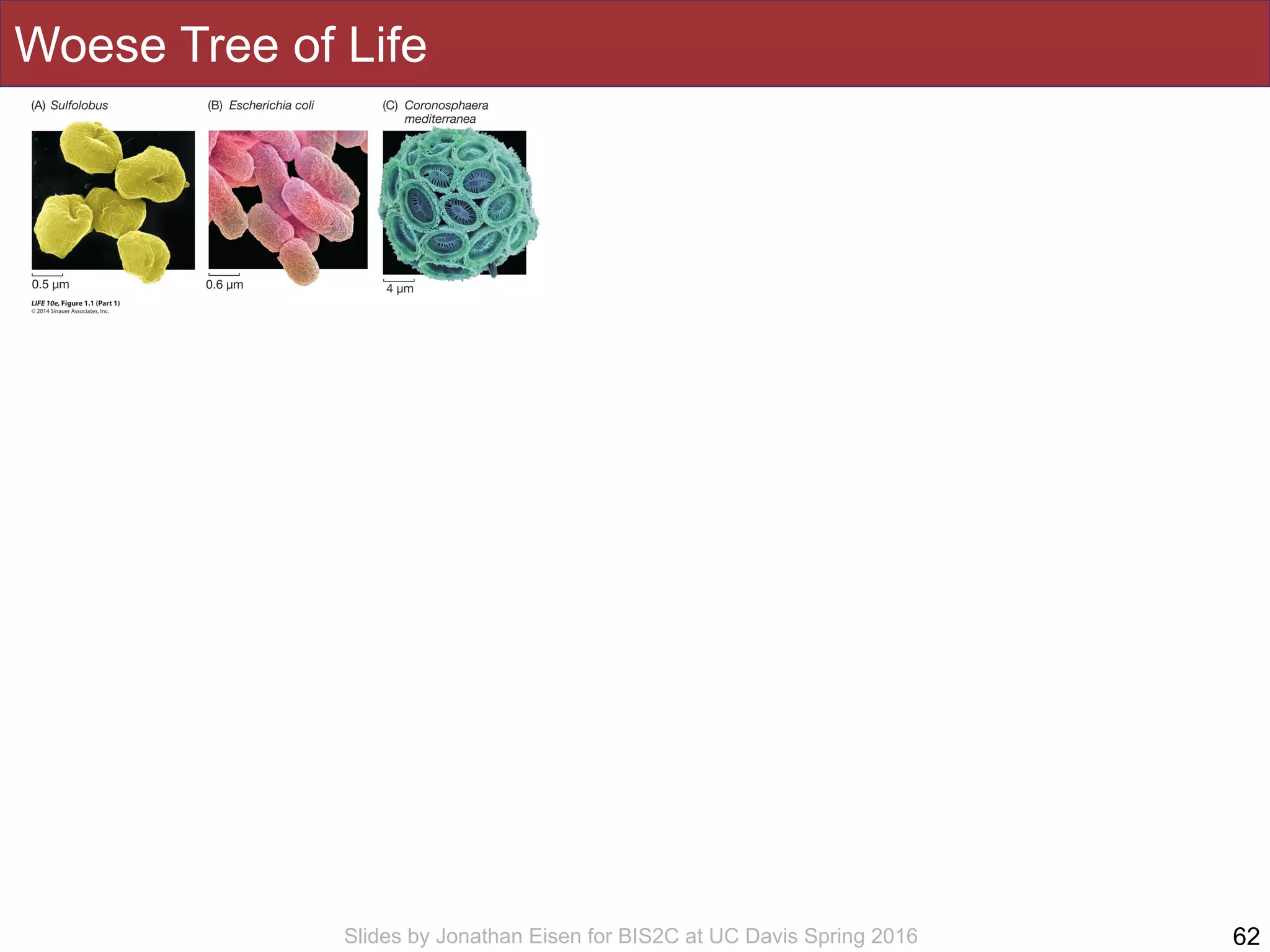 Slides by Jonathan Eisen for BIS2C at UC Davis Spring 2016
Woese Tree of Life
62
 