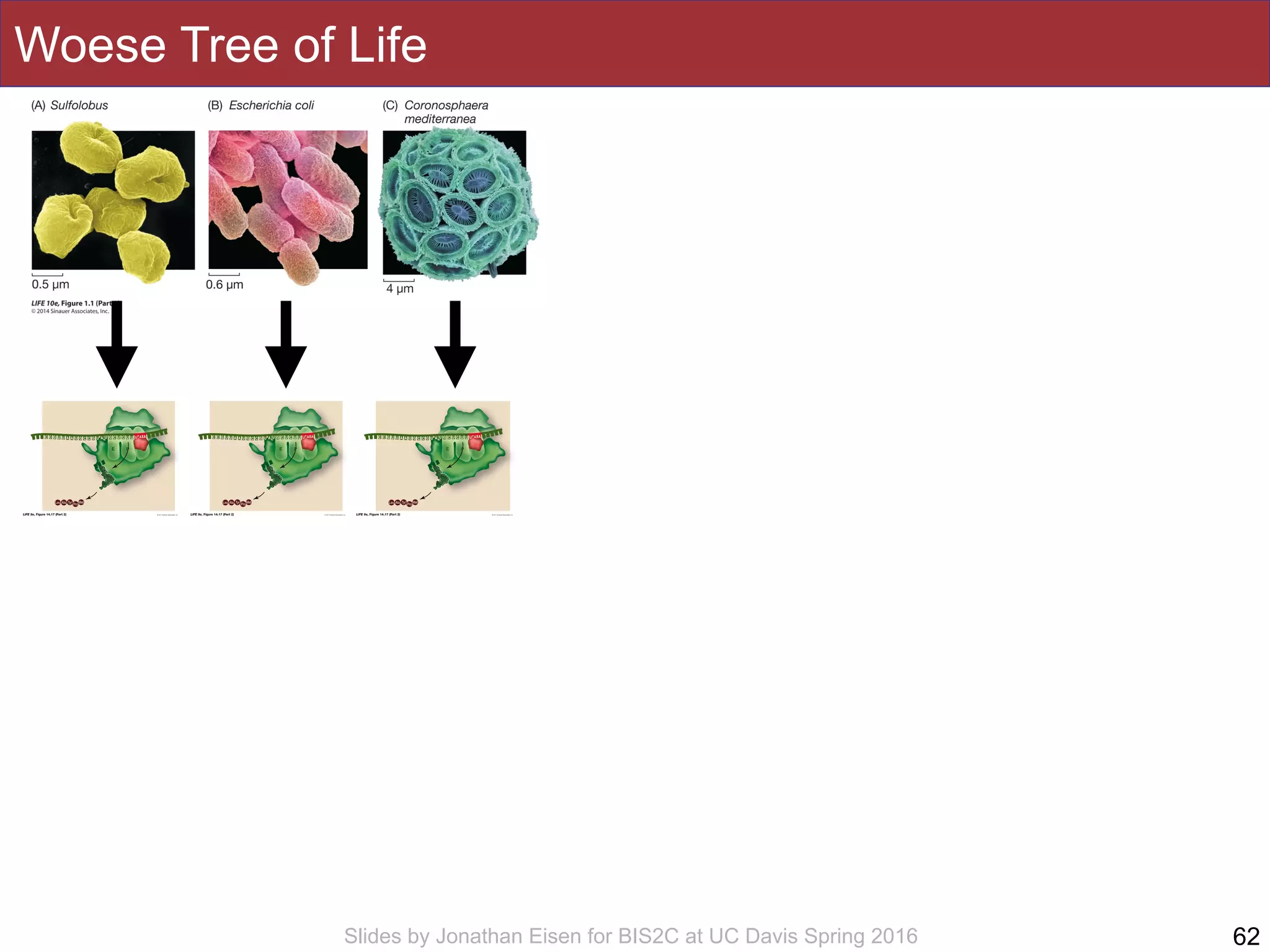 Slides by Jonathan Eisen for BIS2C at UC Davis Spring 2016
Woese Tree of Life
62
 