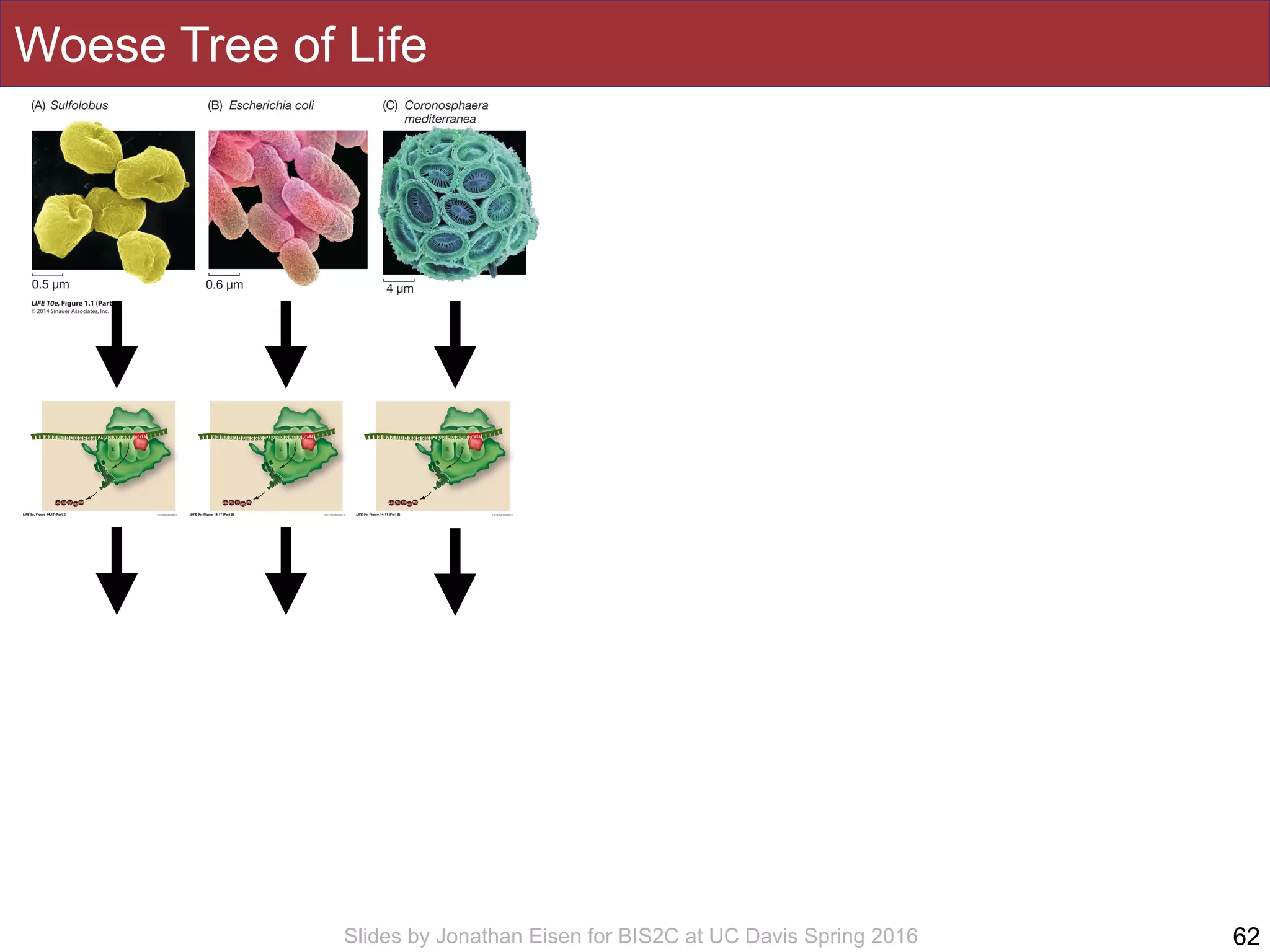 Slides by Jonathan Eisen for BIS2C at UC Davis Spring 2016
Woese Tree of Life
62
 