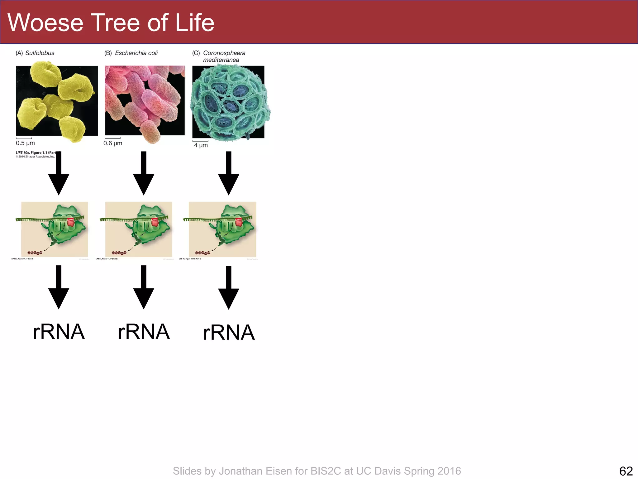Slides by Jonathan Eisen for BIS2C at UC Davis Spring 2016
Woese Tree of Life
62
rRNA rRNArRNA
 