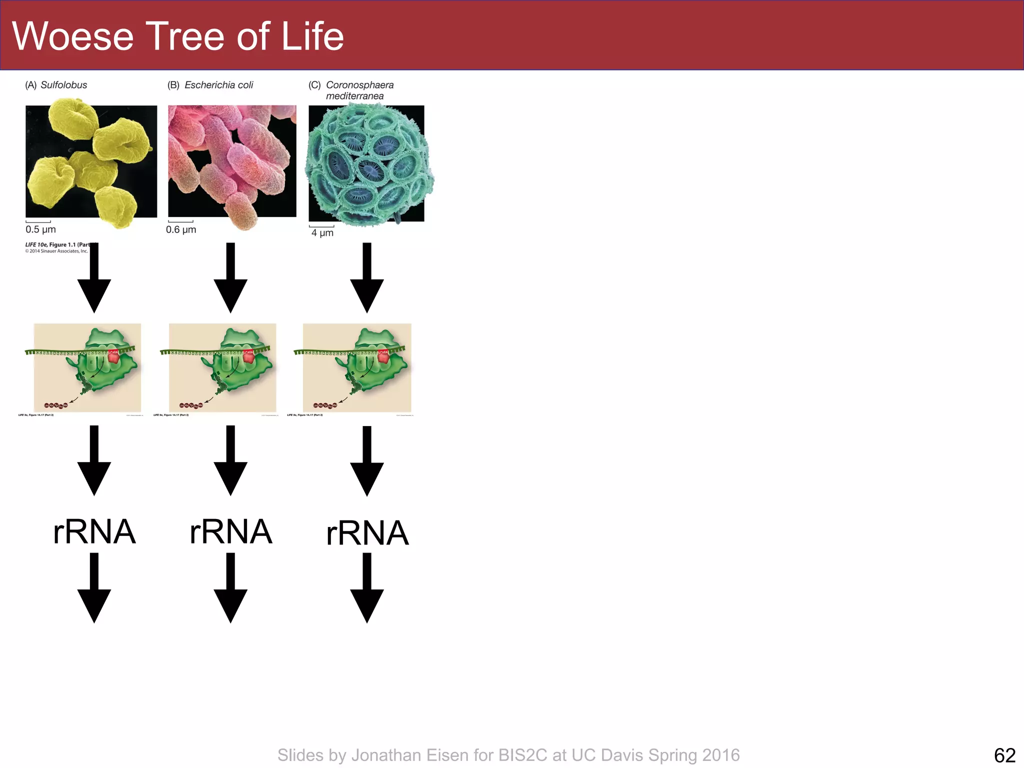 Slides by Jonathan Eisen for BIS2C at UC Davis Spring 2016
Woese Tree of Life
62
rRNA rRNArRNA
 