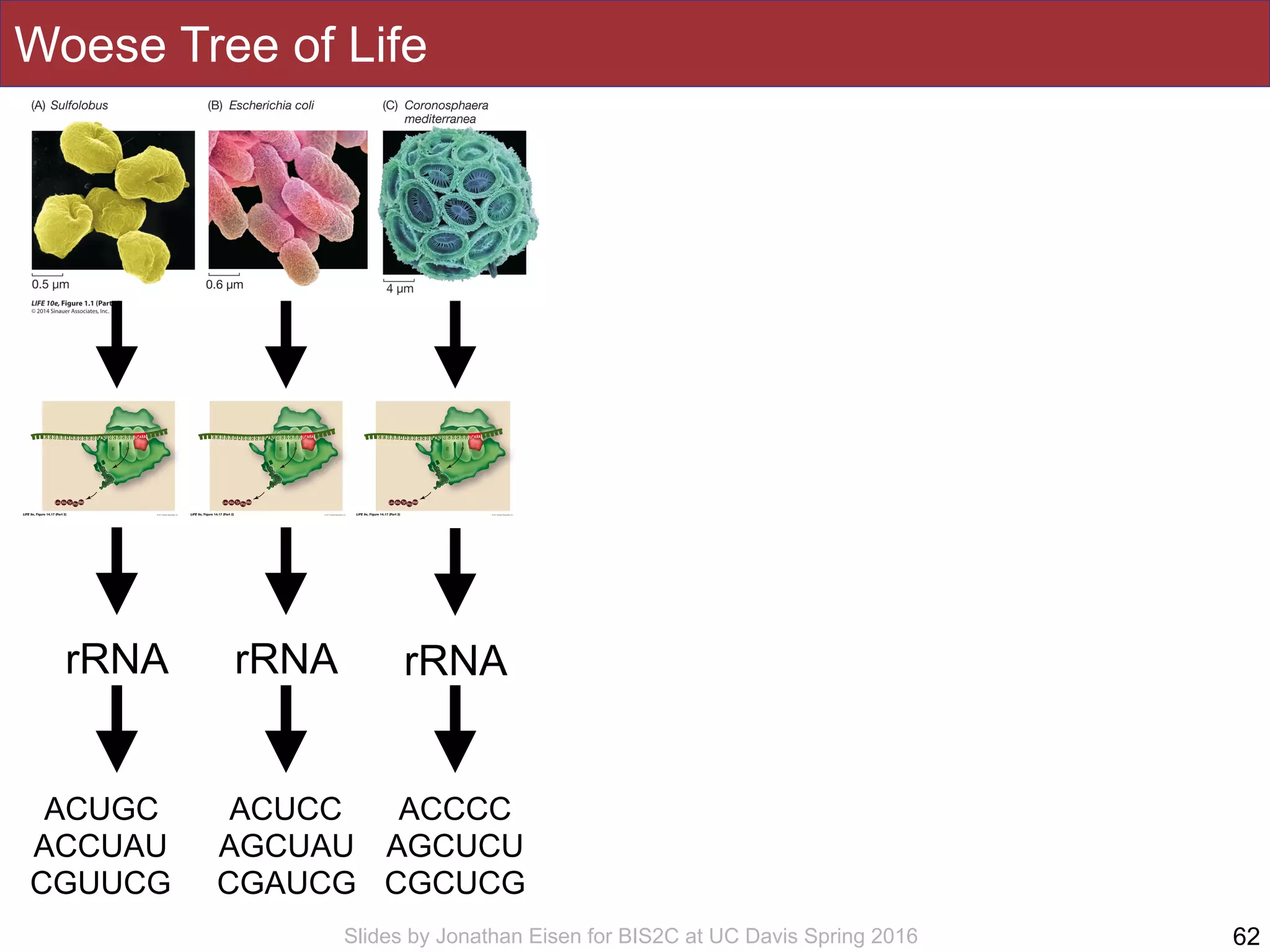 Slides by Jonathan Eisen for BIS2C at UC Davis Spring 2016
Woese Tree of Life
62
rRNA rRNArRNA
ACUGC
ACCUAU
CGUUCG
ACUCC
AGCUAU
CGAUCG
ACCCC
AGCUCU
CGCUCG
 