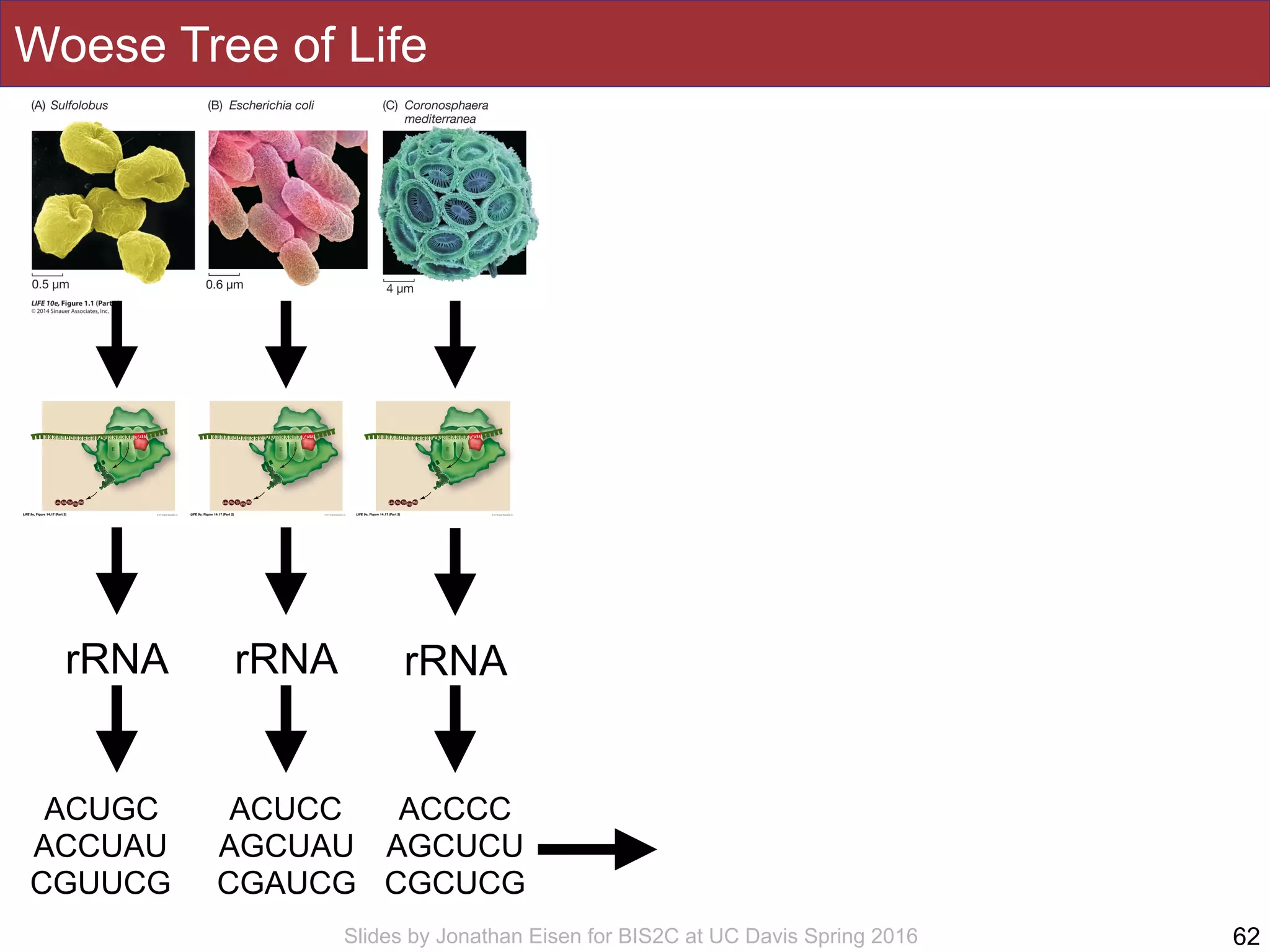 Slides by Jonathan Eisen for BIS2C at UC Davis Spring 2016
Woese Tree of Life
62
rRNA rRNArRNA
ACUGC
ACCUAU
CGUUCG
ACUCC
AGCUAU
CGAUCG
ACCCC
AGCUCU
CGCUCG
 