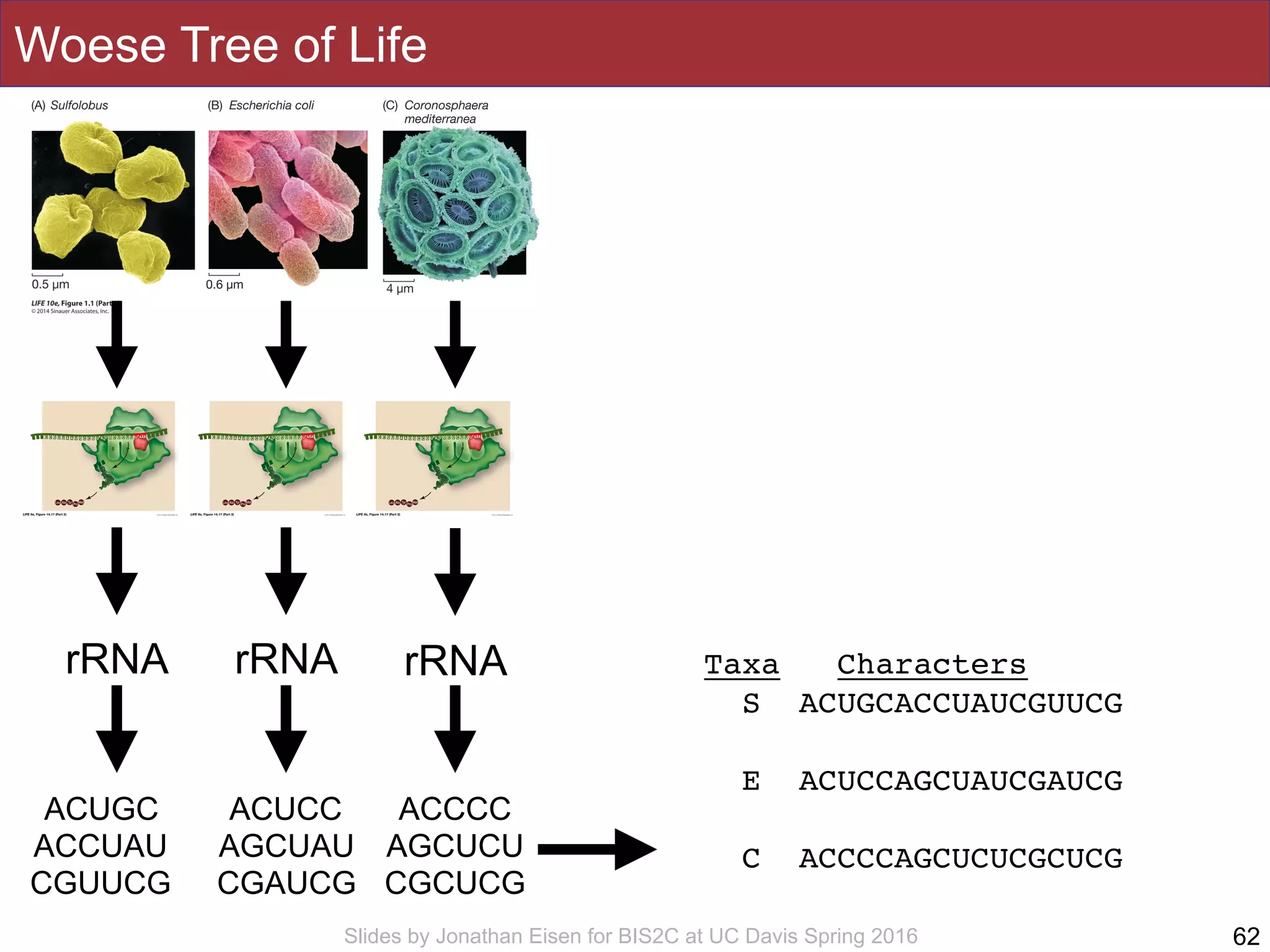 Slides by Jonathan Eisen for BIS2C at UC Davis Spring 2016
Woese Tree of Life
62
rRNA rRNArRNA
ACUGC
ACCUAU
CGUUCG
ACUCC
AGCUAU
CGAUCG
ACCCC
AGCUCU
CGCUCG
Taxa Characters
S ACUGCACCUAUCGUUCG
E ACUCCAGCUAUCGAUCG
C ACCCCAGCUCUCGCUCG
 