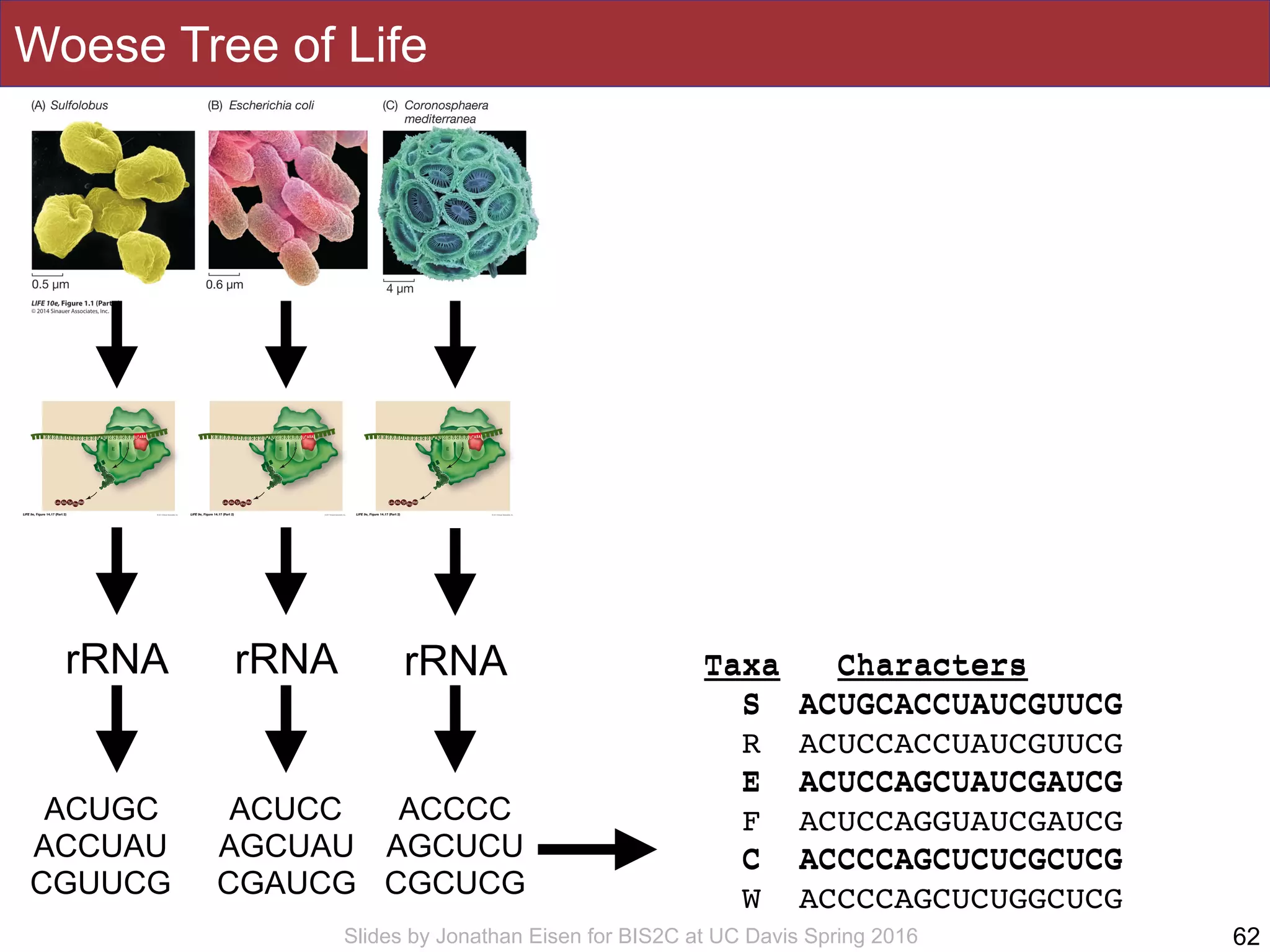 Slides by Jonathan Eisen for BIS2C at UC Davis Spring 2016
Woese Tree of Life
62
rRNA rRNArRNA
ACUGC
ACCUAU
CGUUCG
ACUCC
AGCUAU
CGAUCG
ACCCC
AGCUCU
CGCUCG
Taxa Characters
S ACUGCACCUAUCGUUCG
R ACUCCACCUAUCGUUCG
E ACUCCAGCUAUCGAUCG
F ACUCCAGGUAUCGAUCG
C ACCCCAGCUCUCGCUCG
W ACCCCAGCUCUGGCUCG
Taxa Characters
S ACUGCACCUAUCGUUCG
E ACUCCAGCUAUCGAUCG
C ACCCCAGCUCUCGCUCG
 