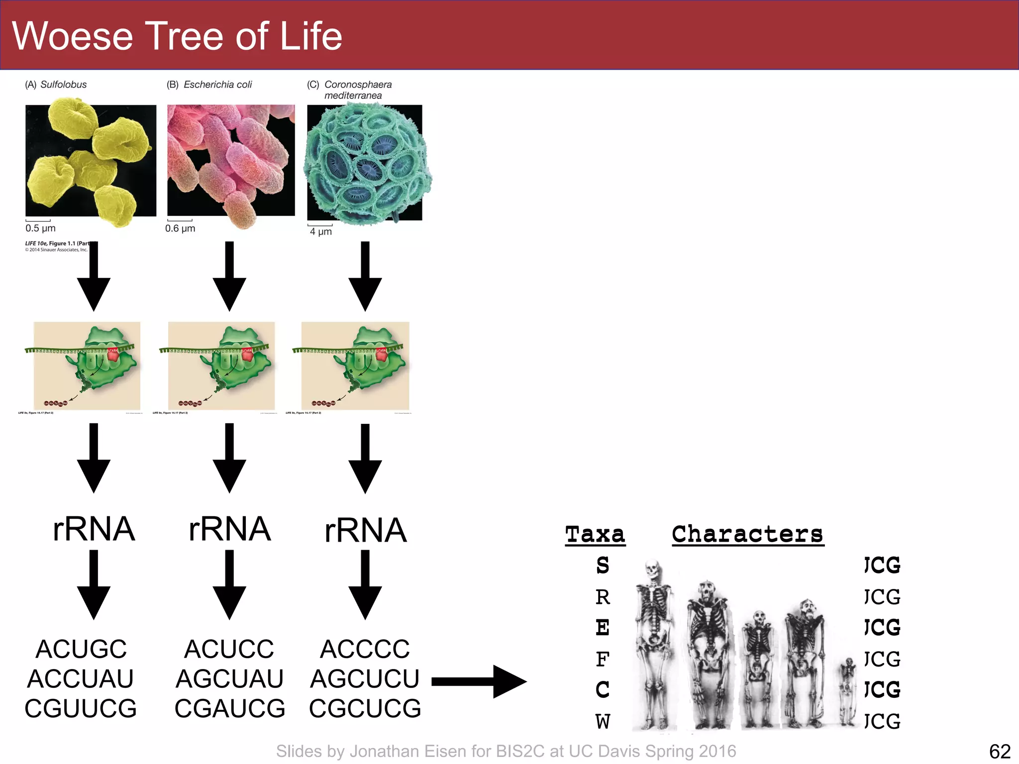 Slides by Jonathan Eisen for BIS2C at UC Davis Spring 2016
Woese Tree of Life
62
rRNA rRNArRNA
ACUGC
ACCUAU
CGUUCG
ACUCC
AGCUAU
CGAUCG
ACCCC
AGCUCU
CGCUCG
Taxa Characters
S ACUGCACCUAUCGUUCG
R ACUCCACCUAUCGUUCG
E ACUCCAGCUAUCGAUCG
F ACUCCAGGUAUCGAUCG
C ACCCCAGCUCUCGCUCG
W ACCCCAGCUCUGGCUCG
Taxa Characters
S ACUGCACCUAUCGUUCG
E ACUCCAGCUAUCGAUCG
C ACCCCAGCUCUCGCUCG
 