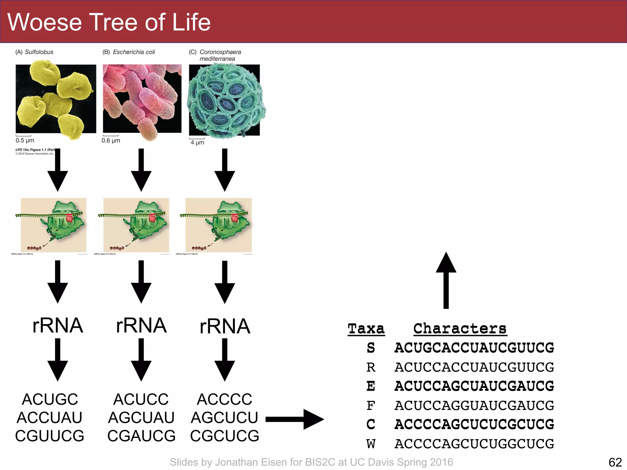Slides by Jonathan Eisen for BIS2C at UC Davis Spring 2016
Woese Tree of Life
62
rRNA rRNArRNA
ACUGC
ACCUAU
CGUUCG
ACUCC
AGCUAU
CGAUCG
ACCCC
AGCUCU
CGCUCG
Taxa Characters
S ACUGCACCUAUCGUUCG
R ACUCCACCUAUCGUUCG
E ACUCCAGCUAUCGAUCG
F ACUCCAGGUAUCGAUCG
C ACCCCAGCUCUCGCUCG
W ACCCCAGCUCUGGCUCG
Taxa Characters
S ACUGCACCUAUCGUUCG
E ACUCCAGCUAUCGAUCG
C ACCCCAGCUCUCGCUCG
 