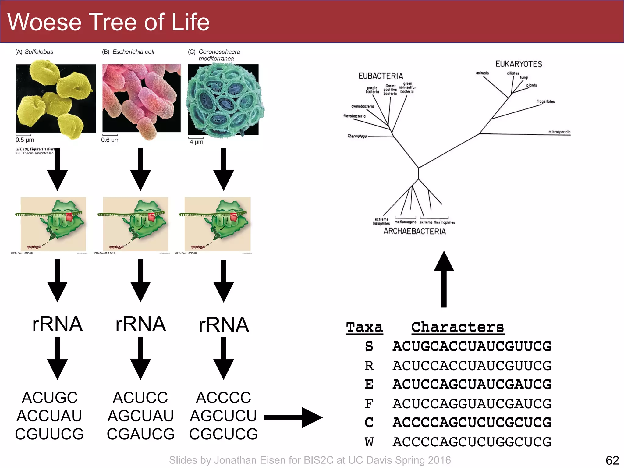 Slides by Jonathan Eisen for BIS2C at UC Davis Spring 2016
Woese Tree of Life
62
rRNA rRNArRNA
ACUGC
ACCUAU
CGUUCG
ACUCC
AGCUAU
CGAUCG
ACCCC
AGCUCU
CGCUCG
Taxa Characters
S ACUGCACCUAUCGUUCG
R ACUCCACCUAUCGUUCG
E ACUCCAGCUAUCGAUCG
F ACUCCAGGUAUCGAUCG
C ACCCCAGCUCUCGCUCG
W ACCCCAGCUCUGGCUCG
Taxa Characters
S ACUGCACCUAUCGUUCG
E ACUCCAGCUAUCGAUCG
C ACCCCAGCUCUCGCUCG
 