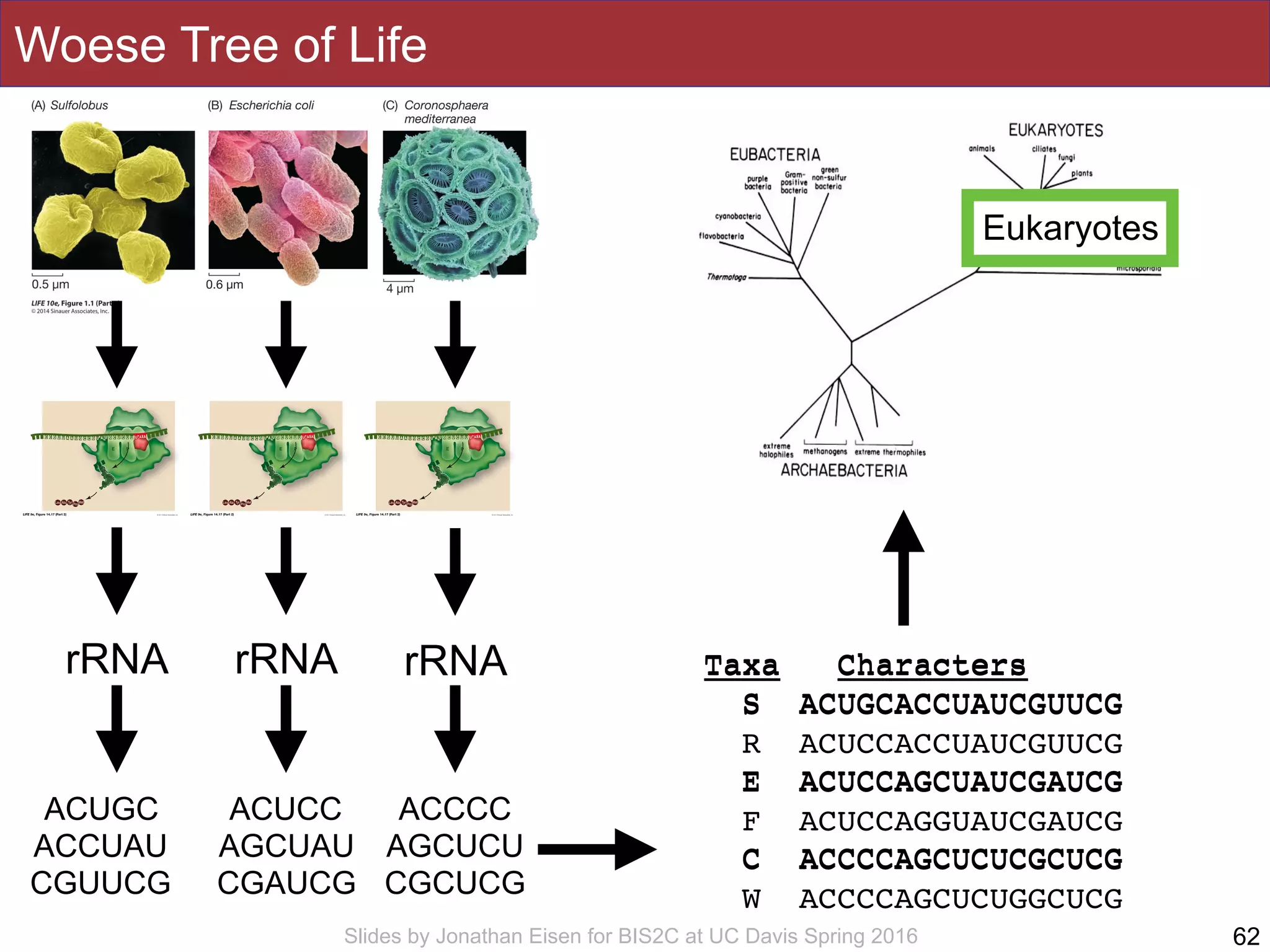 Slides by Jonathan Eisen for BIS2C at UC Davis Spring 2016
Woese Tree of Life
62
rRNA rRNArRNA
ACUGC
ACCUAU
CGUUCG
ACUCC
AGCUAU
CGAUCG
ACCCC
AGCUCU
CGCUCG
Taxa Characters
S ACUGCACCUAUCGUUCG
R ACUCCACCUAUCGUUCG
E ACUCCAGCUAUCGAUCG
F ACUCCAGGUAUCGAUCG
C ACCCCAGCUCUCGCUCG
W ACCCCAGCUCUGGCUCG
Taxa Characters
S ACUGCACCUAUCGUUCG
E ACUCCAGCUAUCGAUCG
C ACCCCAGCUCUCGCUCG
Eukaryotes
 