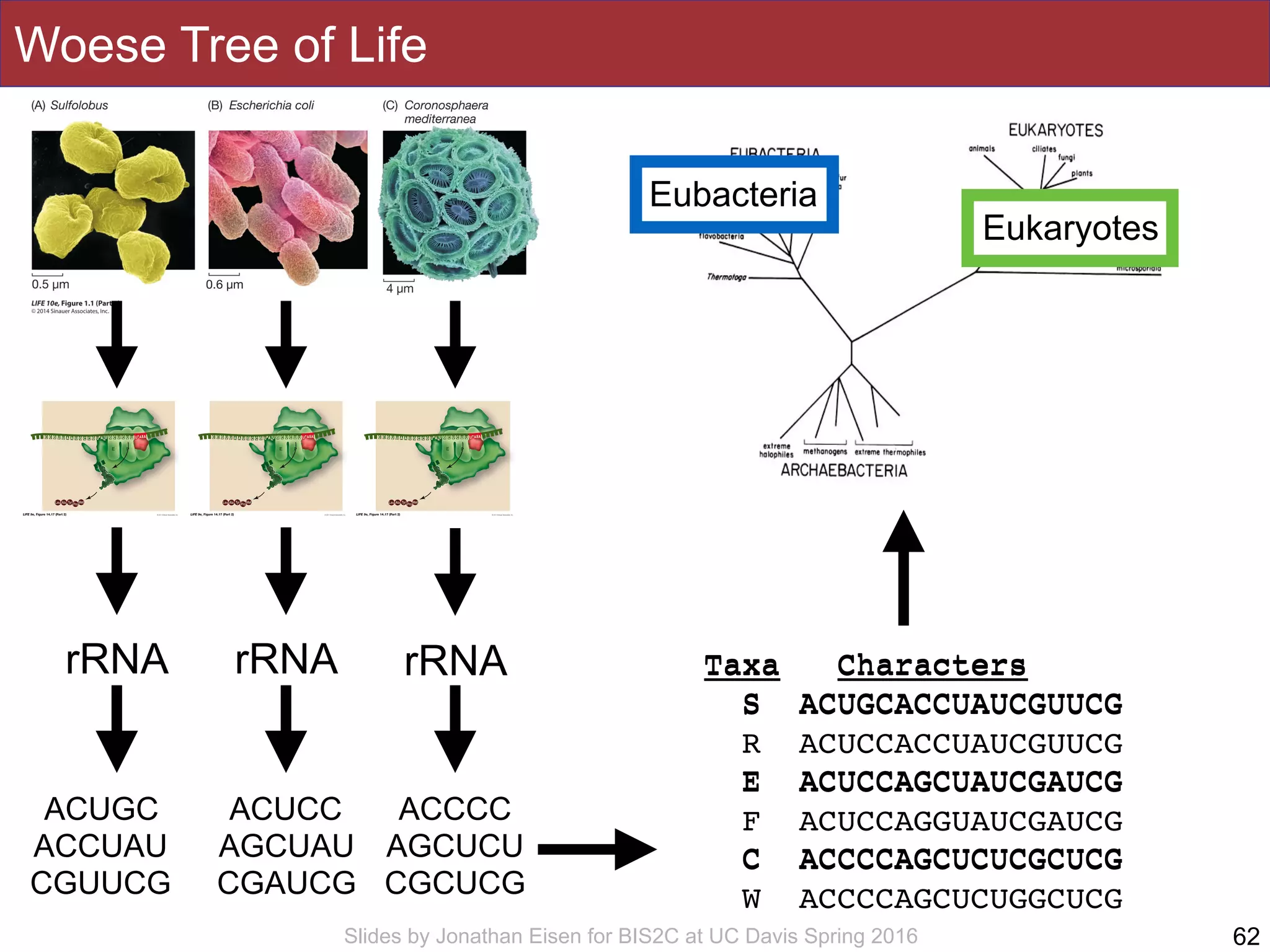 Slides by Jonathan Eisen for BIS2C at UC Davis Spring 2016
Woese Tree of Life
62
rRNA rRNArRNA
ACUGC
ACCUAU
CGUUCG
ACUCC
AGCUAU
CGAUCG
ACCCC
AGCUCU
CGCUCG
Taxa Characters
S ACUGCACCUAUCGUUCG
R ACUCCACCUAUCGUUCG
E ACUCCAGCUAUCGAUCG
F ACUCCAGGUAUCGAUCG
C ACCCCAGCUCUCGCUCG
W ACCCCAGCUCUGGCUCG
Taxa Characters
S ACUGCACCUAUCGUUCG
E ACUCCAGCUAUCGAUCG
C ACCCCAGCUCUCGCUCG
Eukaryotes
Eubacteria
 