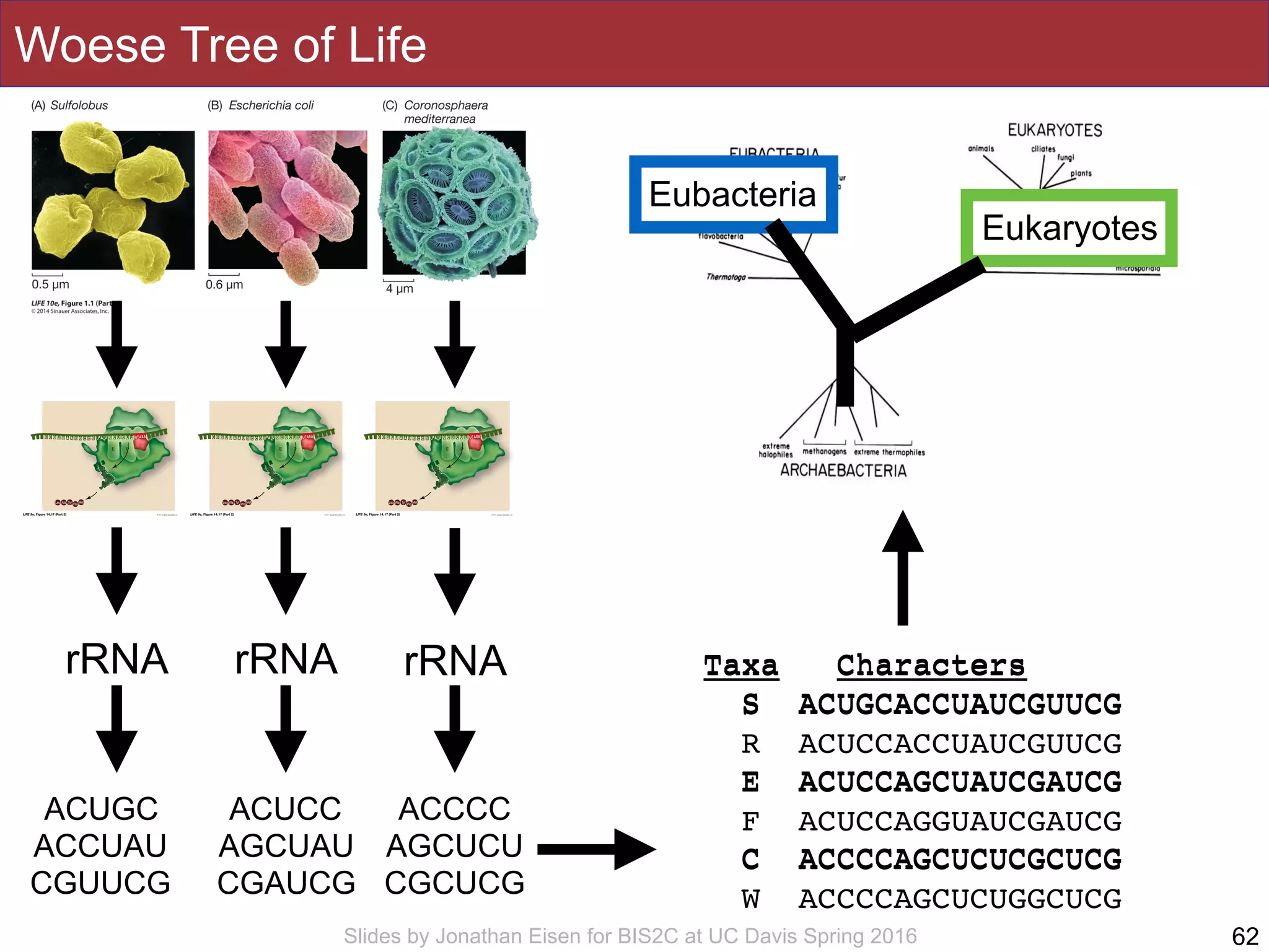 Slides by Jonathan Eisen for BIS2C at UC Davis Spring 2016
Woese Tree of Life
62
rRNA rRNArRNA
ACUGC
ACCUAU
CGUUCG
ACUCC
AGCUAU
CGAUCG
ACCCC
AGCUCU
CGCUCG
Taxa Characters
S ACUGCACCUAUCGUUCG
R ACUCCACCUAUCGUUCG
E ACUCCAGCUAUCGAUCG
F ACUCCAGGUAUCGAUCG
C ACCCCAGCUCUCGCUCG
W ACCCCAGCUCUGGCUCG
Taxa Characters
S ACUGCACCUAUCGUUCG
E ACUCCAGCUAUCGAUCG
C ACCCCAGCUCUCGCUCG
Eukaryotes
Eubacteria
 