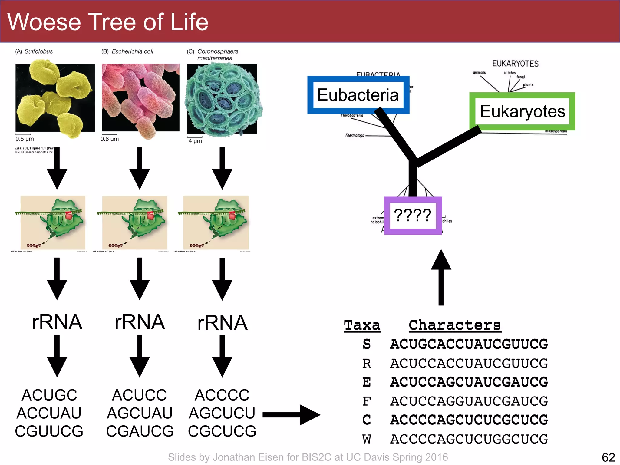 Slides by Jonathan Eisen for BIS2C at UC Davis Spring 2016
Woese Tree of Life
62
rRNA rRNArRNA
ACUGC
ACCUAU
CGUUCG
ACUCC
AGCUAU
CGAUCG
ACCCC
AGCUCU
CGCUCG
Taxa Characters
S ACUGCACCUAUCGUUCG
R ACUCCACCUAUCGUUCG
E ACUCCAGCUAUCGAUCG
F ACUCCAGGUAUCGAUCG
C ACCCCAGCUCUCGCUCG
W ACCCCAGCUCUGGCUCG
Taxa Characters
S ACUGCACCUAUCGUUCG
E ACUCCAGCUAUCGAUCG
C ACCCCAGCUCUCGCUCG
Eukaryotes
Eubacteria
????
 