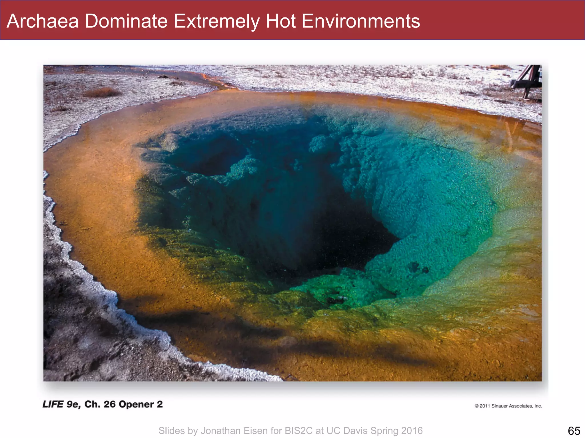 Slides by Jonathan Eisen for BIS2C at UC Davis Spring 2016
Archaea Dominate Extremely Hot Environments
65
 