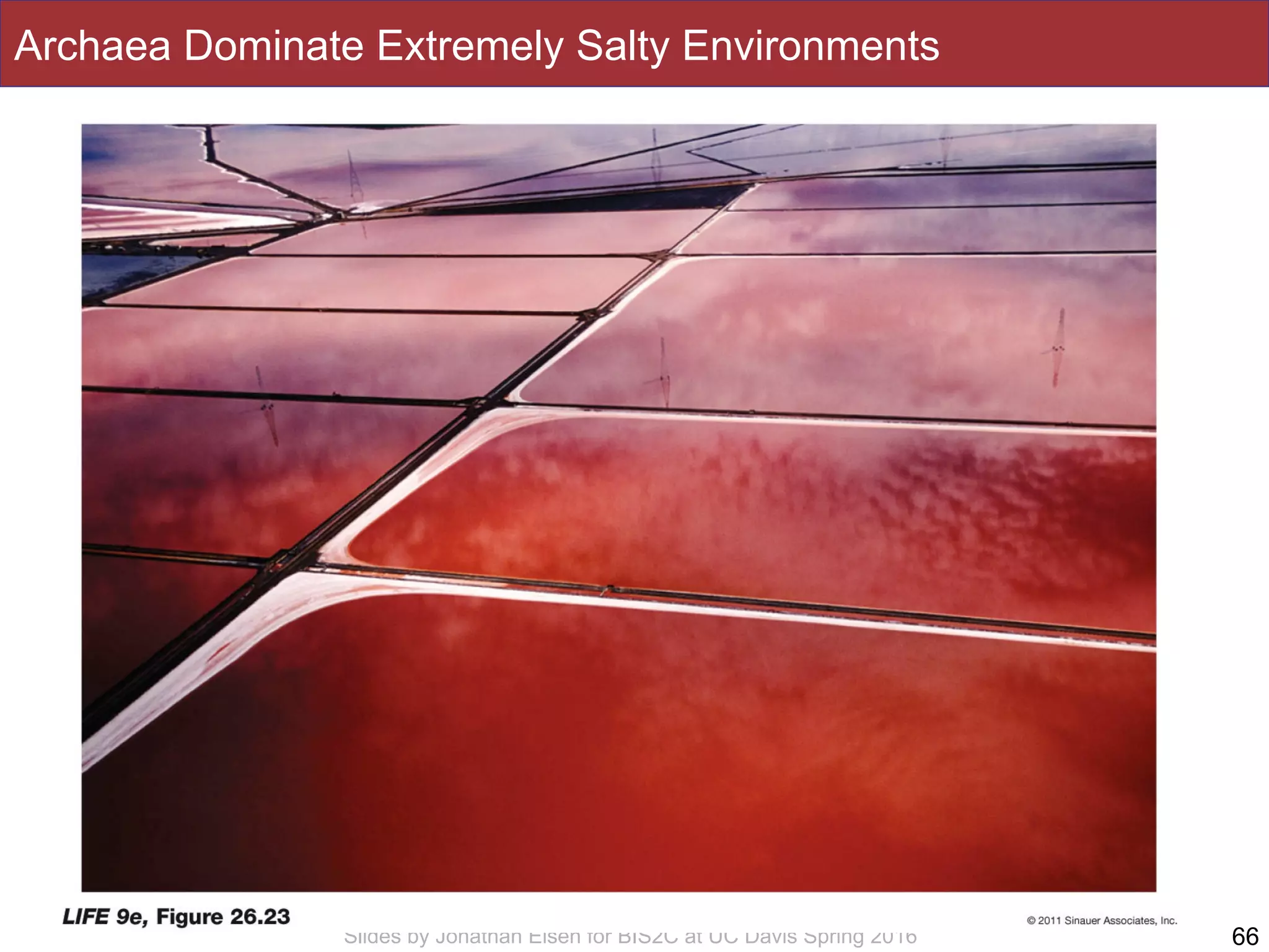 Slides by Jonathan Eisen for BIS2C at UC Davis Spring 2016
Archaea Dominate Extremely Salty Environments
66
 
