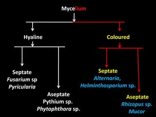 Lecture 7 General Characters of fungi - Vegetative structures.pptx