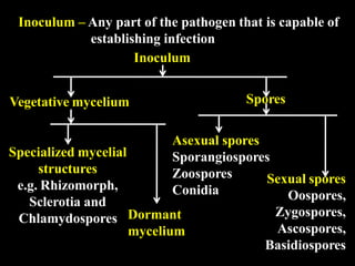Lecture 7 General Characters of fungi - Vegetative structures (1).pptx