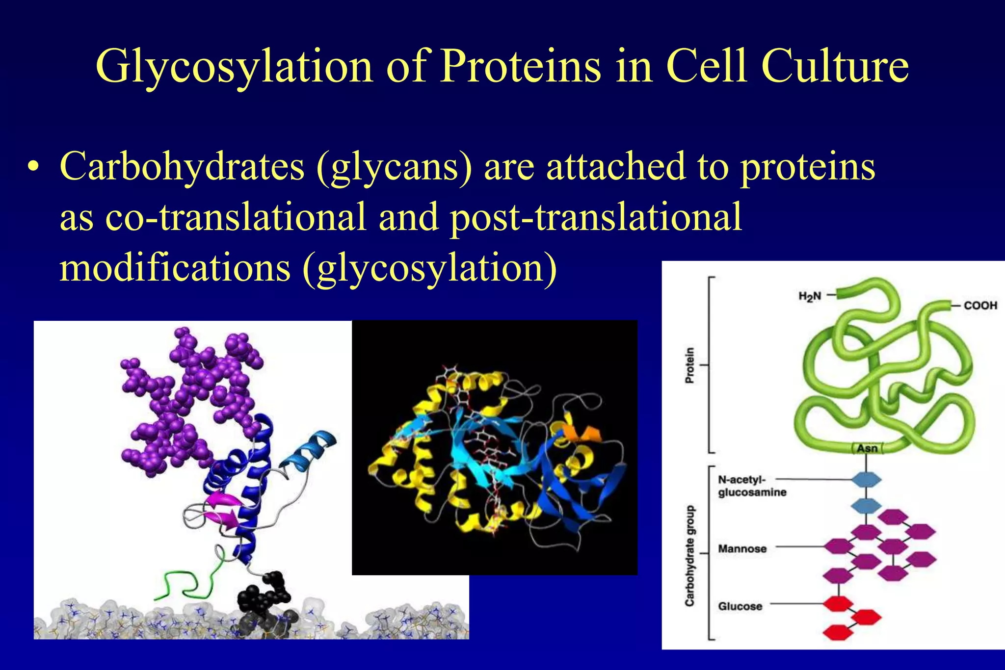 Glycosylation of Proteins in Cell Culture
• Carbohydrates (glycans) are attached to proteins
  as co-translational and post-translational
  modifications (glycosylation)
 