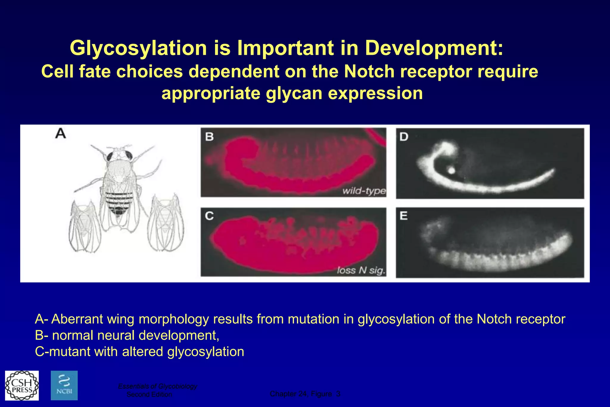 Glycosylation is Important in Development:
 Cell fate choices dependent on the Notch receptor require
                appropriate glycan expression




A- Aberrant wing morphology results from mutation in glycosylation of the Notch receptor
B- normal neural development,
C-mutant with altered glycosylation

             Essentials of Glycobiology
               Second Edition             Chapter 24, Figure 3
 