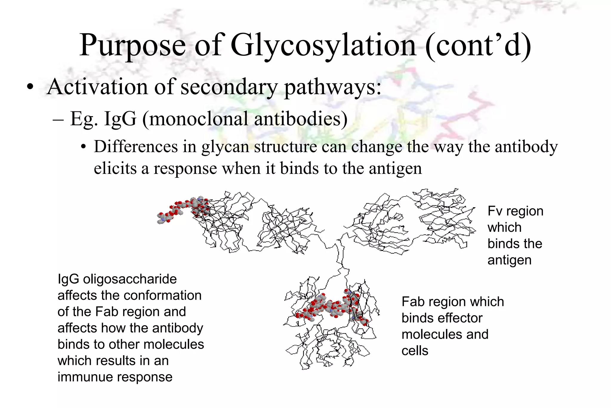 Purpose of Glycosylation (cont’d)
• Activation of secondary pathways:
  – Eg. IgG (monoclonal antibodies)
      • Differences in glycan structure can change the way the antibody
        elicits a response when it binds to the antigen

                                                              Fv region
                                                              which
                                                              binds the
                                                              antigen
   IgG oligosaccharide
   affects the conformation                      Fab region which
   of the Fab region and                         binds effector
   affects how the antibody                      molecules and
   binds to other molecules                      cells
   which results in an
   immunue response
 