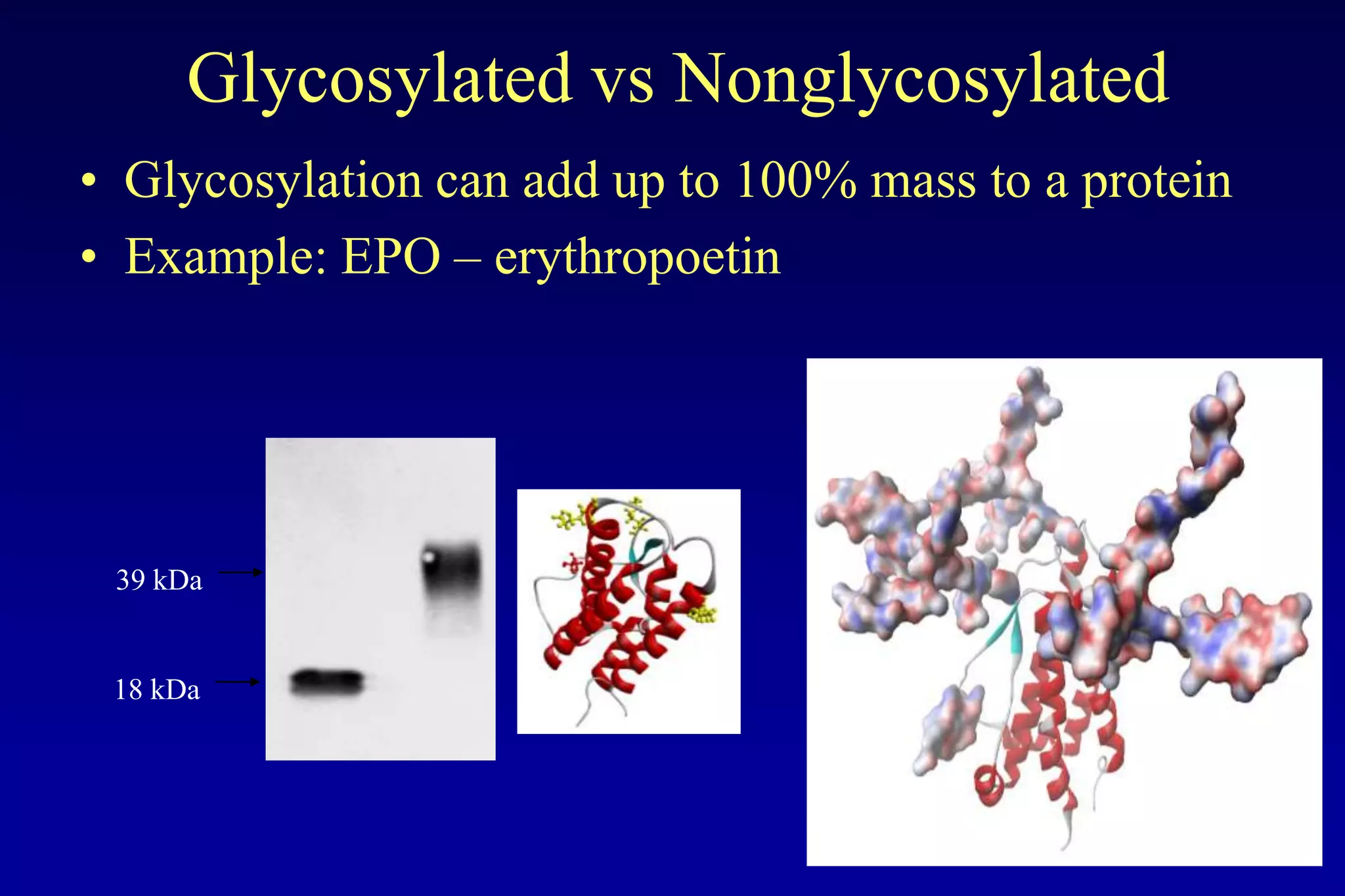Glycosylated vs Nonglycosylated
• Glycosylation can add up to 100% mass to a protein
• Example: EPO – erythropoetin




 39 kDa


 18 kDa
 