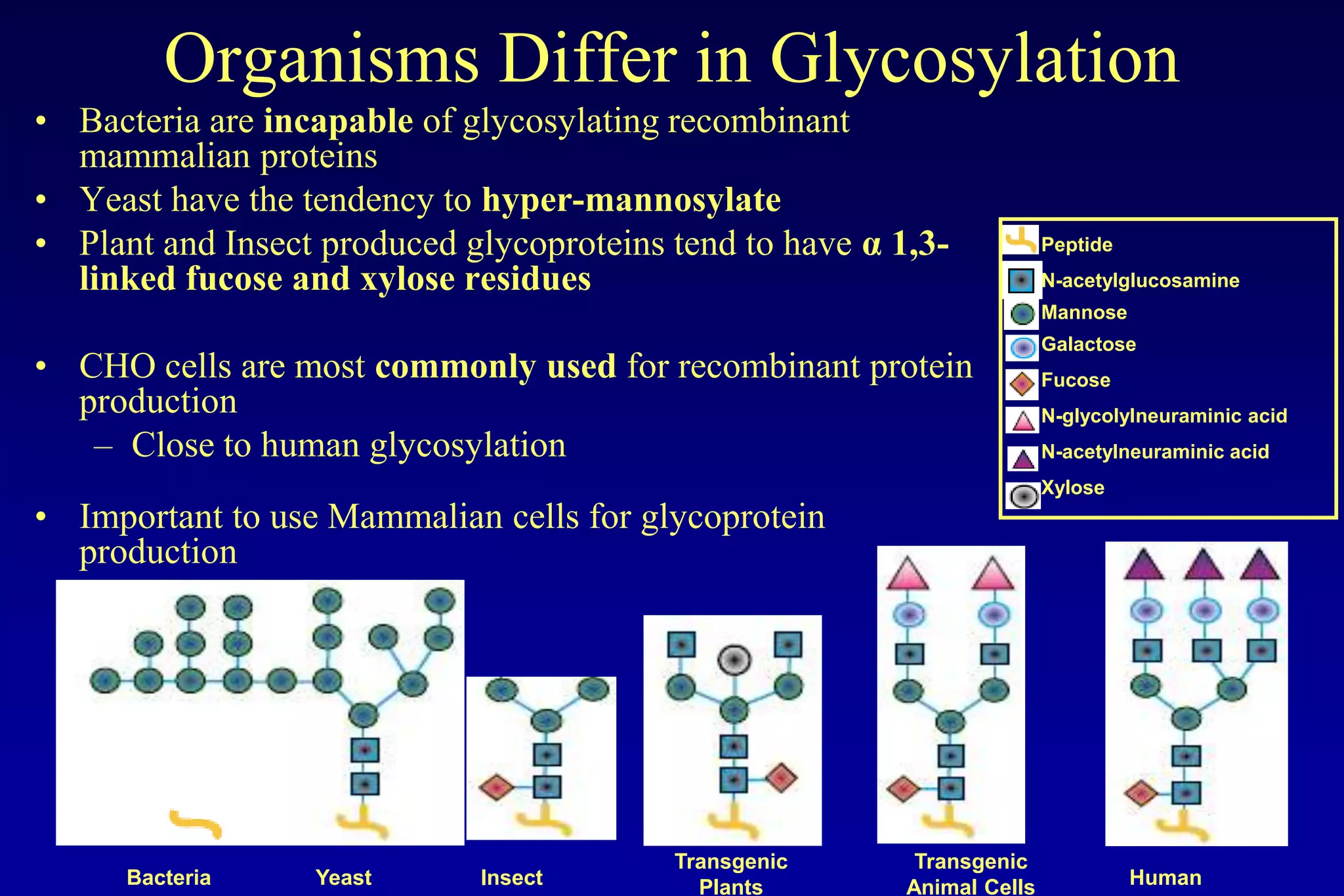 Organisms Differ in Glycosylation
• Bacteria are incapable of glycosylating recombinant
  mammalian proteins
• Yeast have the tendency to hyper-mannosylate
• Plant and Insect produced glycoproteins tend to have α 1,3-            Peptide
  linked fucose and xylose residues                                      N-acetylglucosamine
                                                                         Mannose
                                                                         Galactose
• CHO cells are most commonly used for recombinant protein               Fucose
  production                                                             N-glycolylneuraminic acid
   – Close to human glycosylation                                        N-acetylneuraminic acid
                                                                         Xylose
• Important to use Mammalian cells for glycoprotein
  production




                                          Transgenic       Transgenic
      Bacteria    Yeast      Insect         Plants        Animal Cells             Human
 