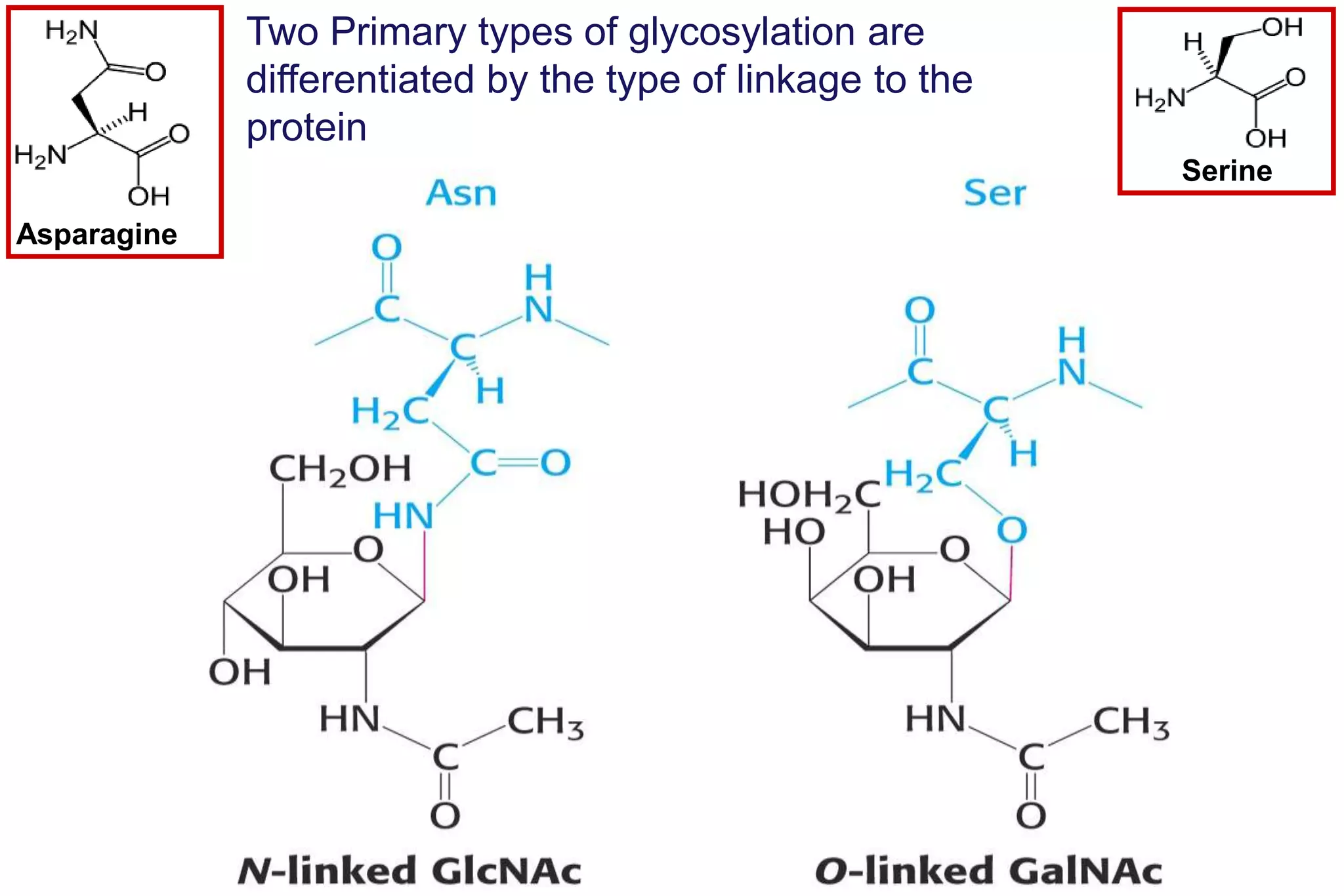 Two Primary types of glycosylation are
             differentiated by the type of linkage to the
             protein
                                                            Serine

Asparagine
 