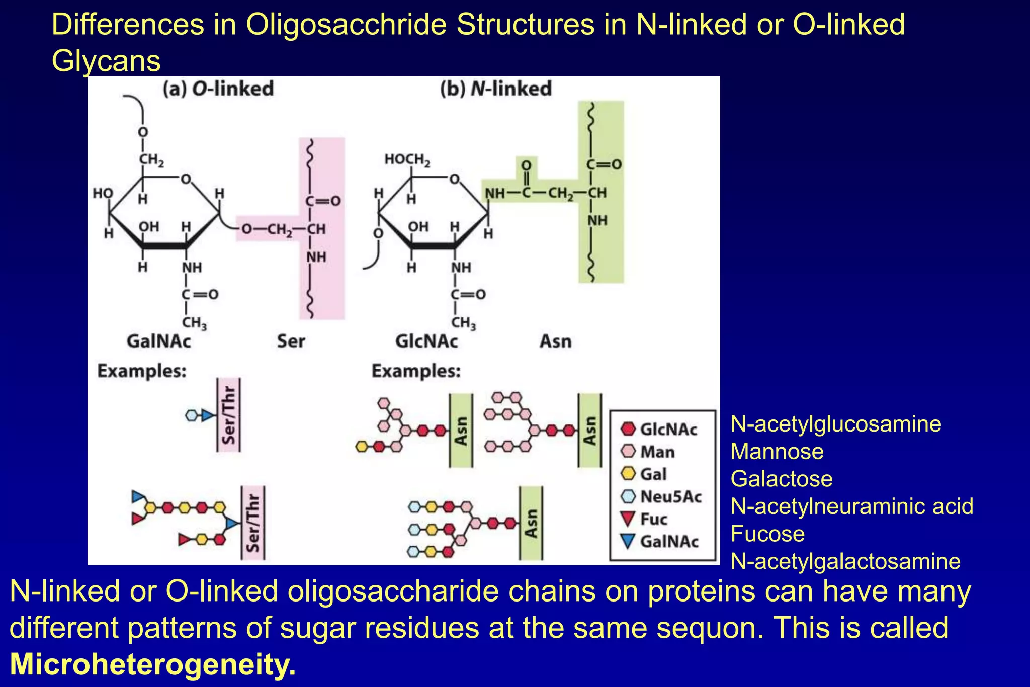 Differences in Oligosacchride Structures in N-linked or O-linked
   Glycans




                                                     N-acetylglucosamine
                                                     Mannose
                                                     Galactose
                                                     N-acetylneuraminic acid
                                                     Fucose
                                                     N-acetylgalactosamine
N-linked or O-linked oligosaccharide chains on proteins can have many
different patterns of sugar residues at the same sequon. This is called
Microheterogeneity.
 