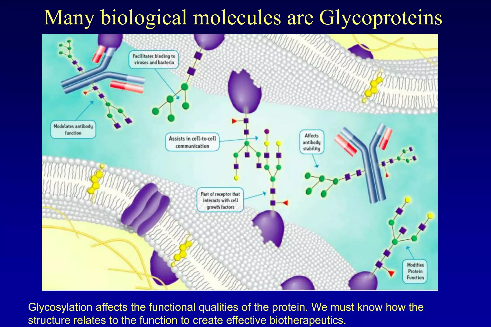 Many biological molecules are Glycoproteins




Glycosylation affects the functional qualities of the protein. We must know how the
structure relates to the function to create effective biotherapeutics.
 