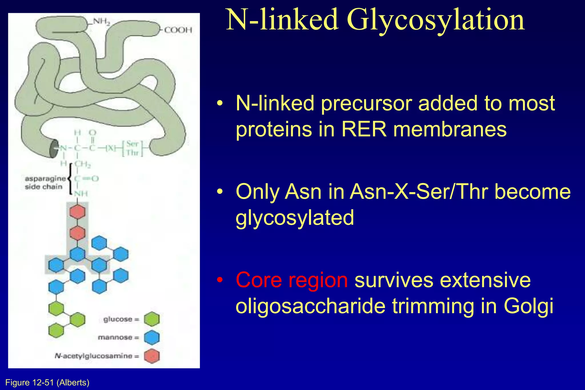 N-linked Glycosylation

                         • N-linked precursor added to most
                           proteins in RER membranes

                         • Only Asn in Asn-X-Ser/Thr become
                           glycosylated

                         • Core region survives extensive
                           oligosaccharide trimming in Golgi


Figure 12-51 (Alberts)
 