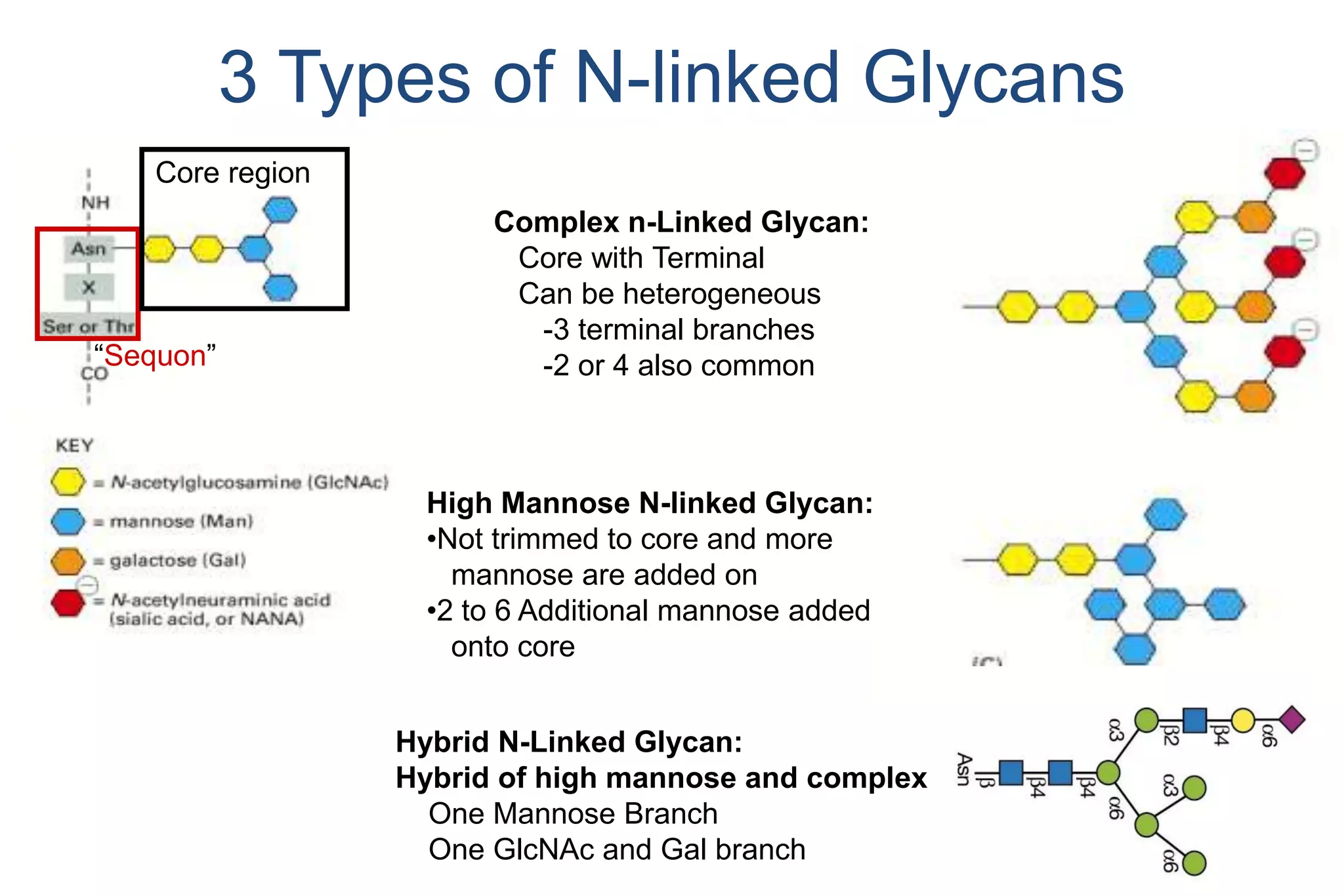 3 Types of N-linked Glycans
    Core region
                        Complex n-Linked Glycan:
                         Core with Terminal
                         Can be heterogeneous
                          -3 terminal branches
“Sequon”                  -2 or 4 also common



                   High Mannose N-linked Glycan:
                   •Not trimmed to core and more
                     mannose are added on
                   •2 to 6 Additional mannose added
                     onto core


                  Hybrid N-Linked Glycan:
                  Hybrid of high mannose and complex
                    One Mannose Branch
                    One GlcNAc and Gal branch
 