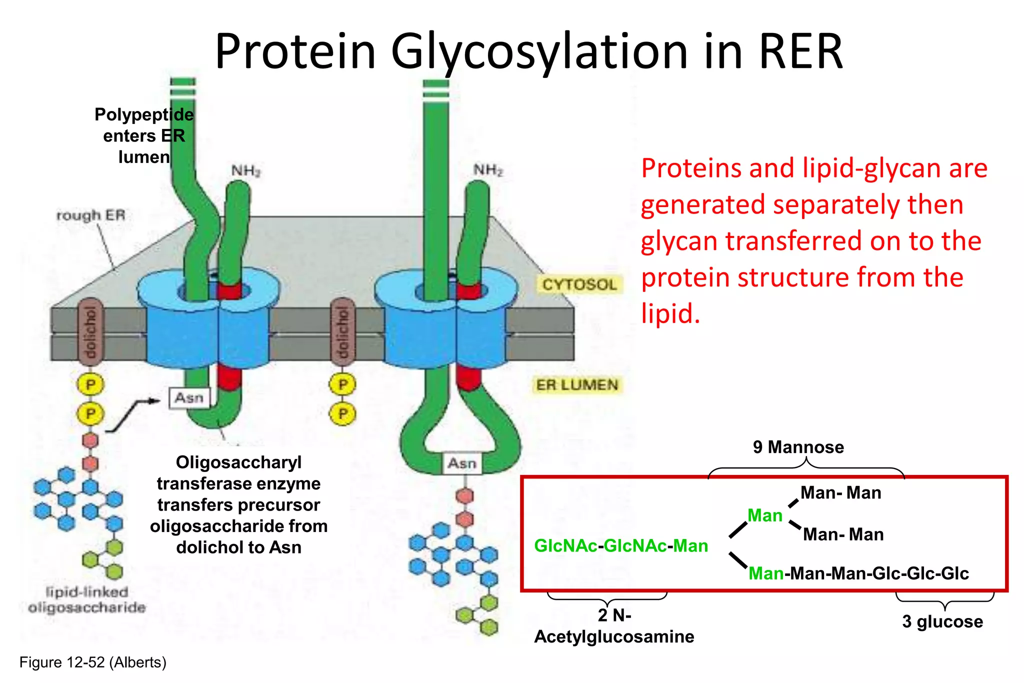 Protein Glycosylation in RER
           Polypeptide
            enters ER
             lumen
                                                     Proteins and lipid-glycan are
                                                     generated separately then
                                                     glycan transferred on to the
                                                     protein structure from the
                                                     lipid.



                                                              9 Mannose
                       Oligosaccharyl
                    transferase enzyme
                                                                    Man- Man
                    transfers precursor
                                                              Man
                   oligosaccharide from                             Man- Man
                       dolichol to Asn    GlcNAc-GlcNAc-Man
                                                              Man-Man-Man-Glc-Glc-Glc

                                                 2 N-                          3 glucose
                                          Acetylglucosamine
Figure 12-52 (Alberts)
 