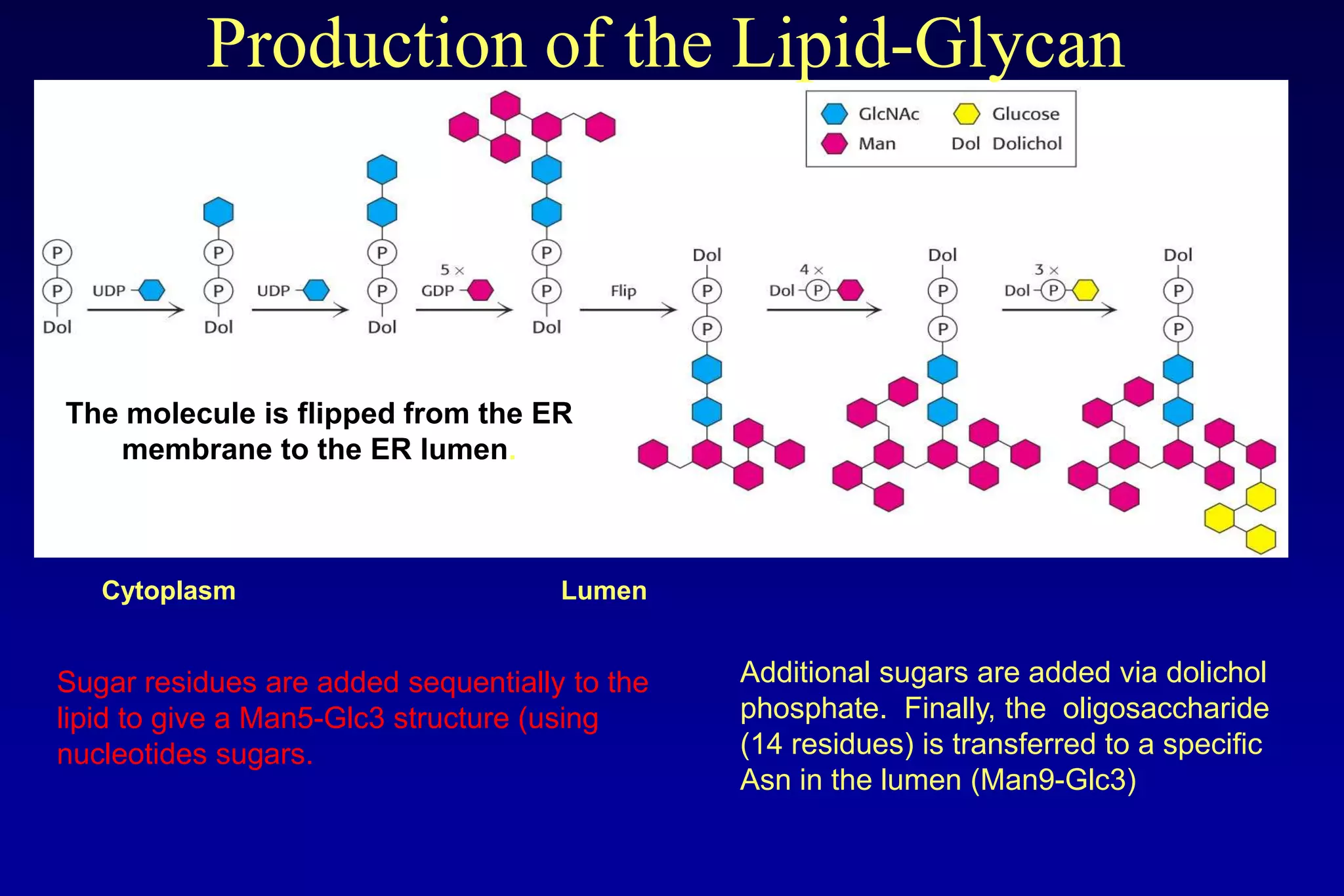 Production of the Lipid-Glycan



The molecule is flipped from the ER
   membrane to the ER lumen.



   Cytoplasm                         Lumen


Sugar residues are added sequentially to the   Additional sugars are added via dolichol
lipid to give a Man5-Glc3 structure (using     phosphate. Finally, the oligosaccharide
nucleotides sugars.                            (14 residues) is transferred to a specific
                                               Asn in the lumen (Man9-Glc3)
 