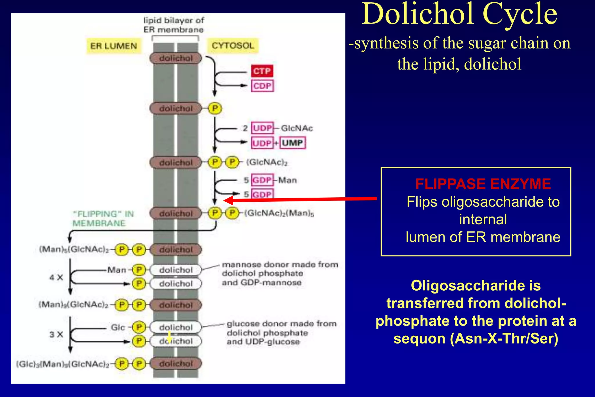 Dolichol Cycle
-synthesis of the sugar chain on
       the lipid, dolichol




          FLIPPASE ENZYME
        Flips oligosaccharide to
                 internal
        lumen of ER membrane


        Oligosaccharide is
    transferred from dolichol-
   phosphate to the protein at a
     sequon (Asn-X-Thr/Ser)
 