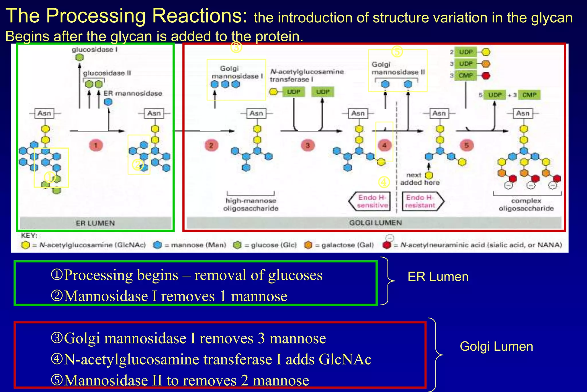 The Processing Reactions: the introduction of structure variation in the glycan
Begins after the glycan is added to the protein.
                                    l                   n




                    k
      j                                                 m




       jProcessing begins – removal of glucoses             ER Lumen
       kMannosidase I removes 1 mannose

       lGolgi mannosidase I removes 3 mannose                     Golgi Lumen
       mN-acetylglucosamine transferase I adds GlcNAc
       nMannosidase II to removes 2 mannose
 