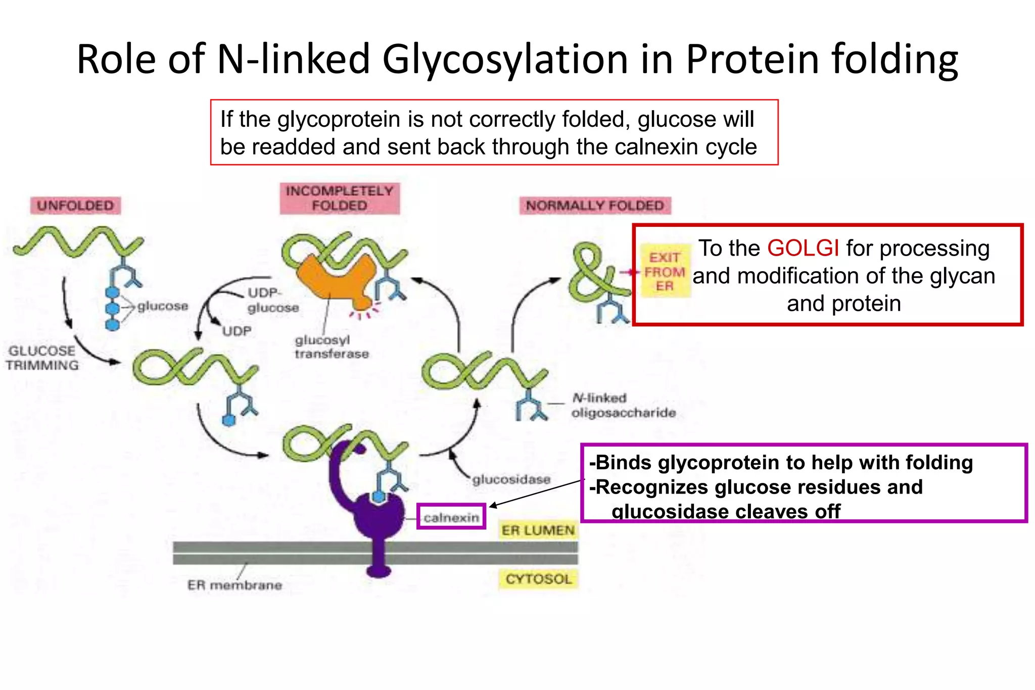 Role of N-linked Glycosylation in Protein folding
        If the glycoprotein is not correctly folded, glucose will
        be readded and sent back through the calnexin cycle



                                                          To the GOLGI for processing
                                                          and modification of the glycan
                                                                  and protein




                                               -Binds glycoprotein to help with folding
                                               -Recognizes glucose residues and
                                                 glucosidase cleaves off
 