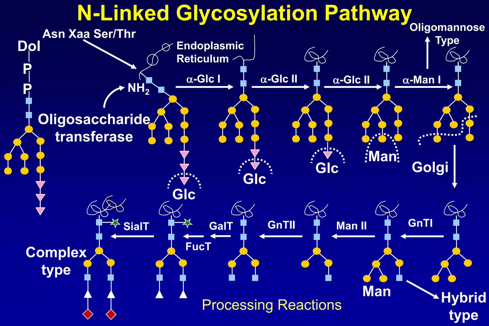 N-Linked Glycosylation PathwayOligomannose
      Asn Xaa Ser/Thr
                                                                              Type
Dol                       Endoplasmic
                          Reticulum
P
                           a-Glc I        a-Glc II      a-Glc II       a-Man I
P                  NH2

    Oligosaccharide
      transferase
                                                                 Man
                                                      Glc               Golgi
                                        Glc
                          Glc

                  SialT          GalT         GnTII     Man II         GnTI

                           FucT
 Complex
   type
                                                              Man                Hybrid
                                Processing Reactions
                                                                                  type
 