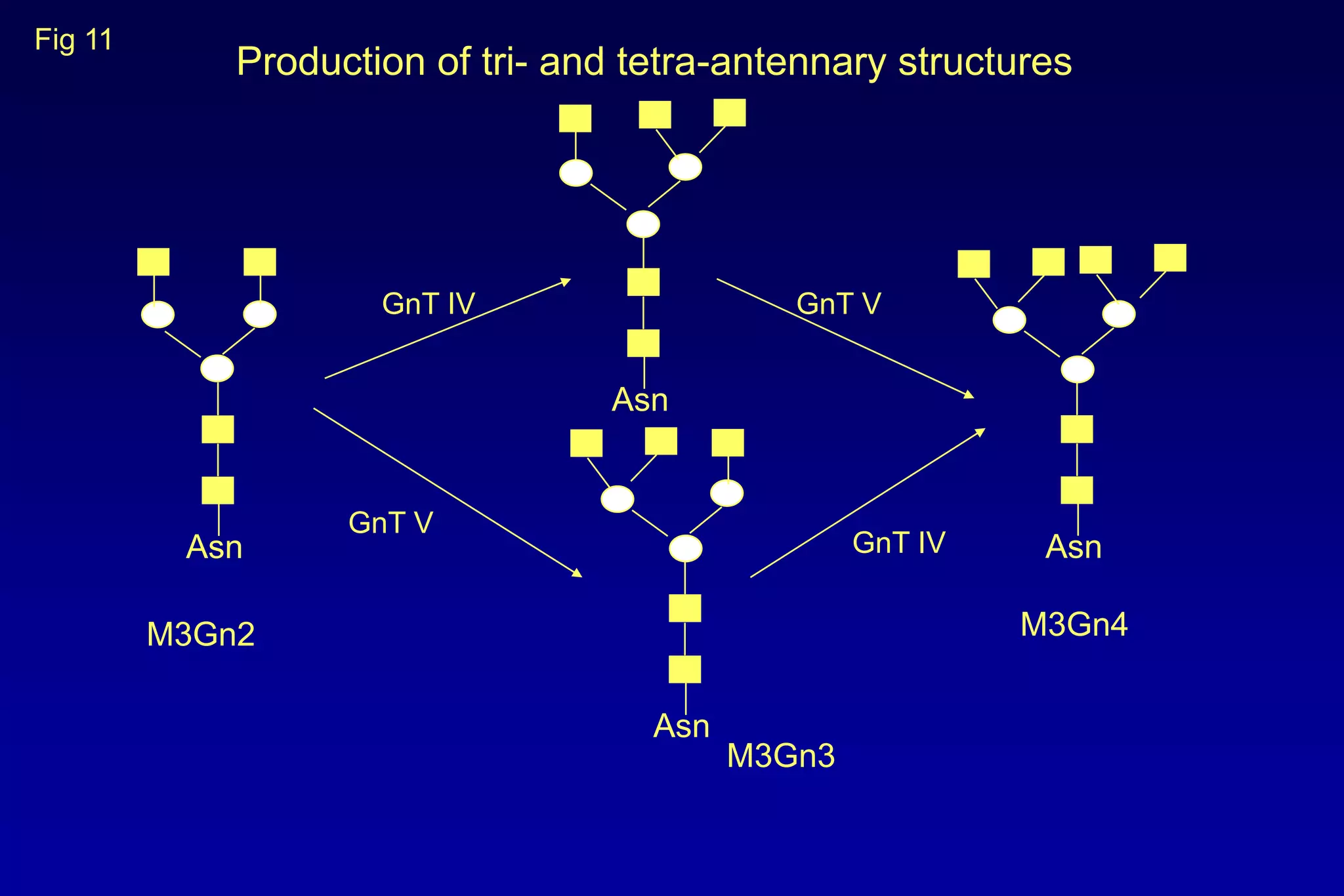 Fig 11
             Production of tri- and tetra-antennary structures




                     GnT IV                   GnT V


                                  Asn


                   GnT V
          Asn                                      GnT IV    Asn

         M3Gn2                                              M3Gn4


                                     Asn
                                           M3Gn3
 